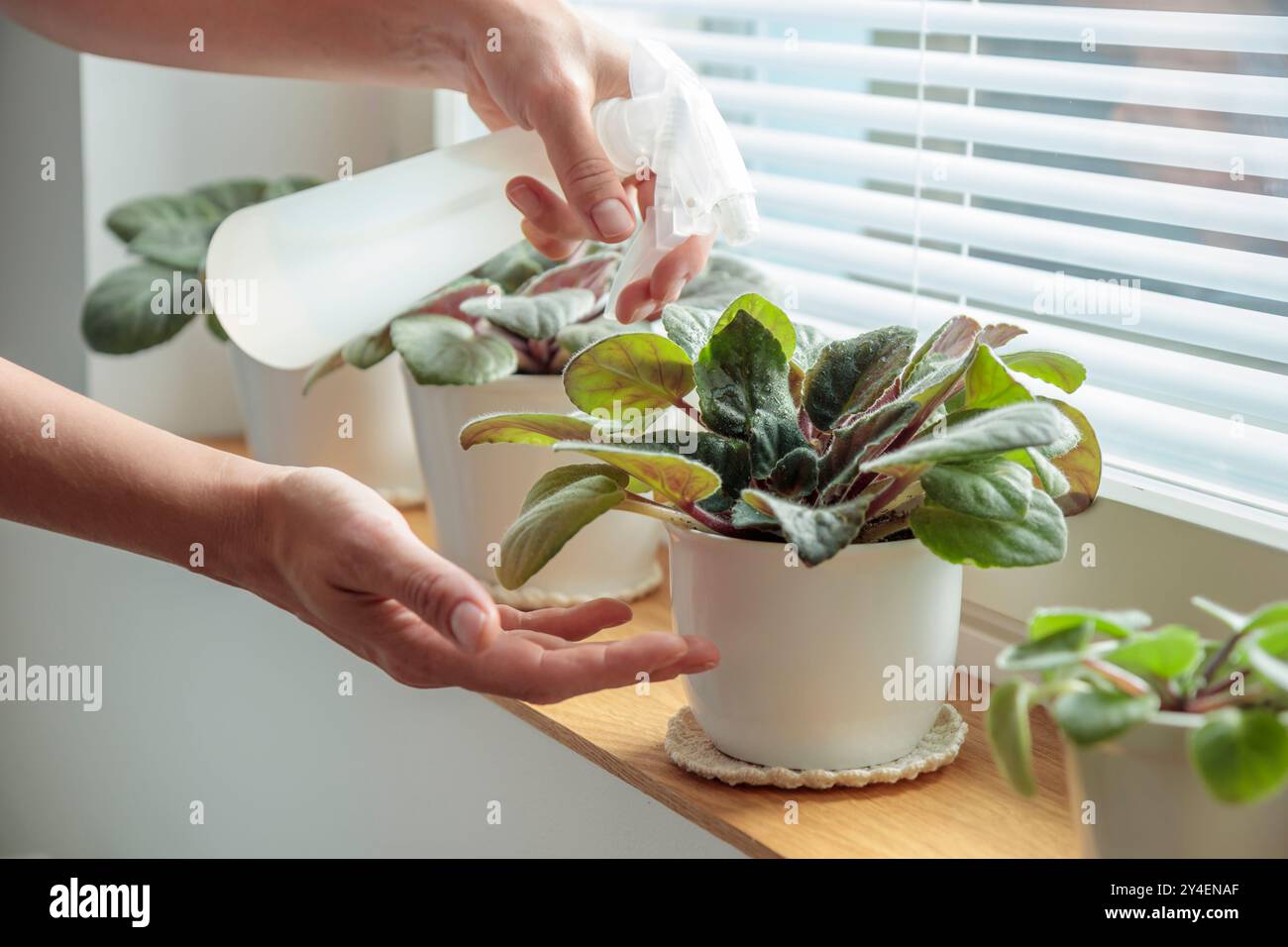 Violettes en pot sur le rebord de la fenêtre en bois, la femme pulvérise des plantes dans des pots blancs à la maison. Jardinage d'intérieur, soin des plantes d'intérieur à la maison. En prenant soin de vous. Passe-temps, Banque D'Images