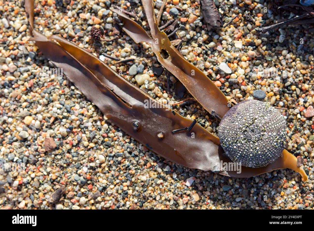 Gros plan de coquille d'oursin ou squelette qui est appelé un test, sur la plage de sable. Banque D'Images