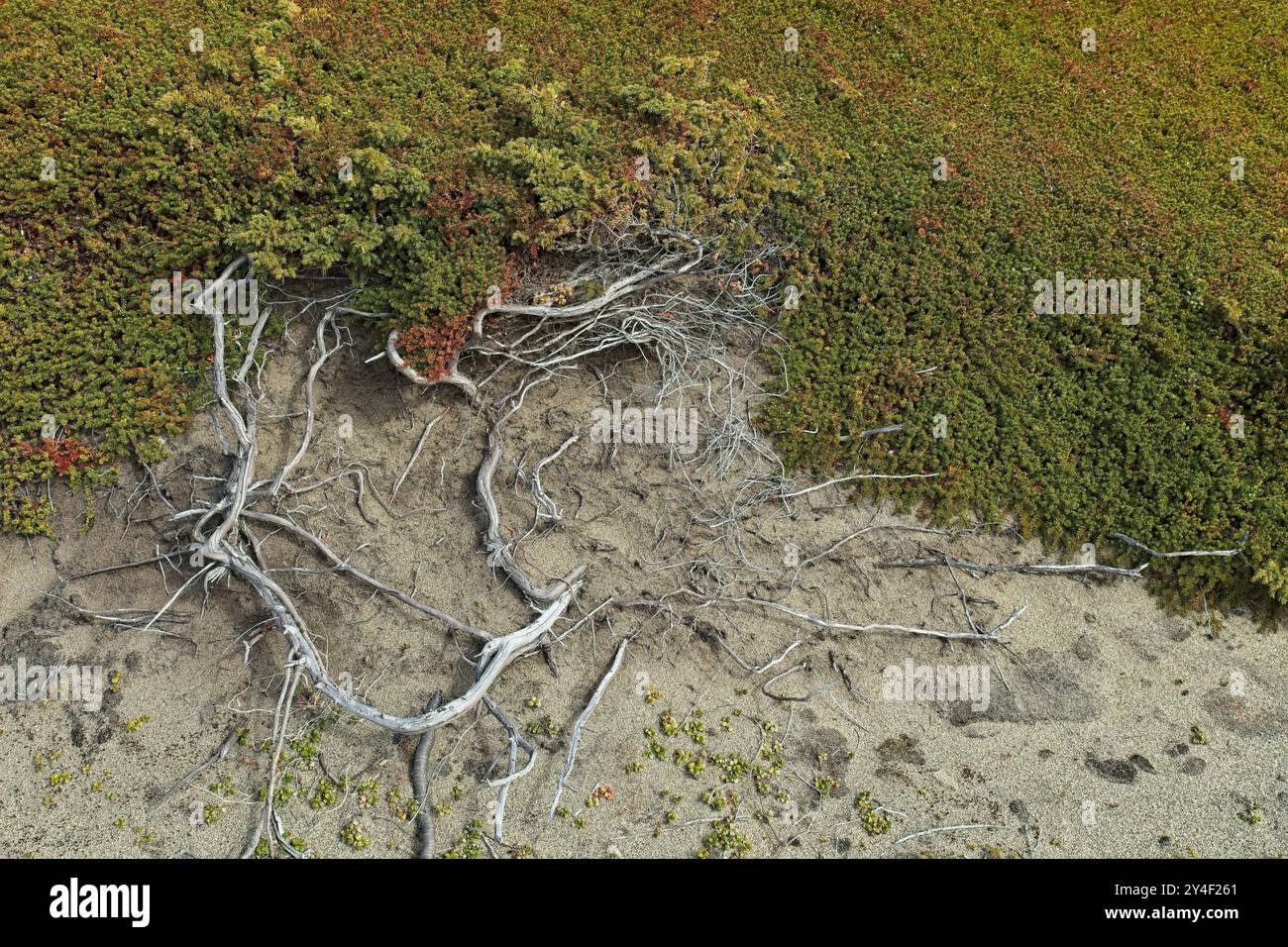 Gros plan des racines des arbres sur le sol. Banque D'Images