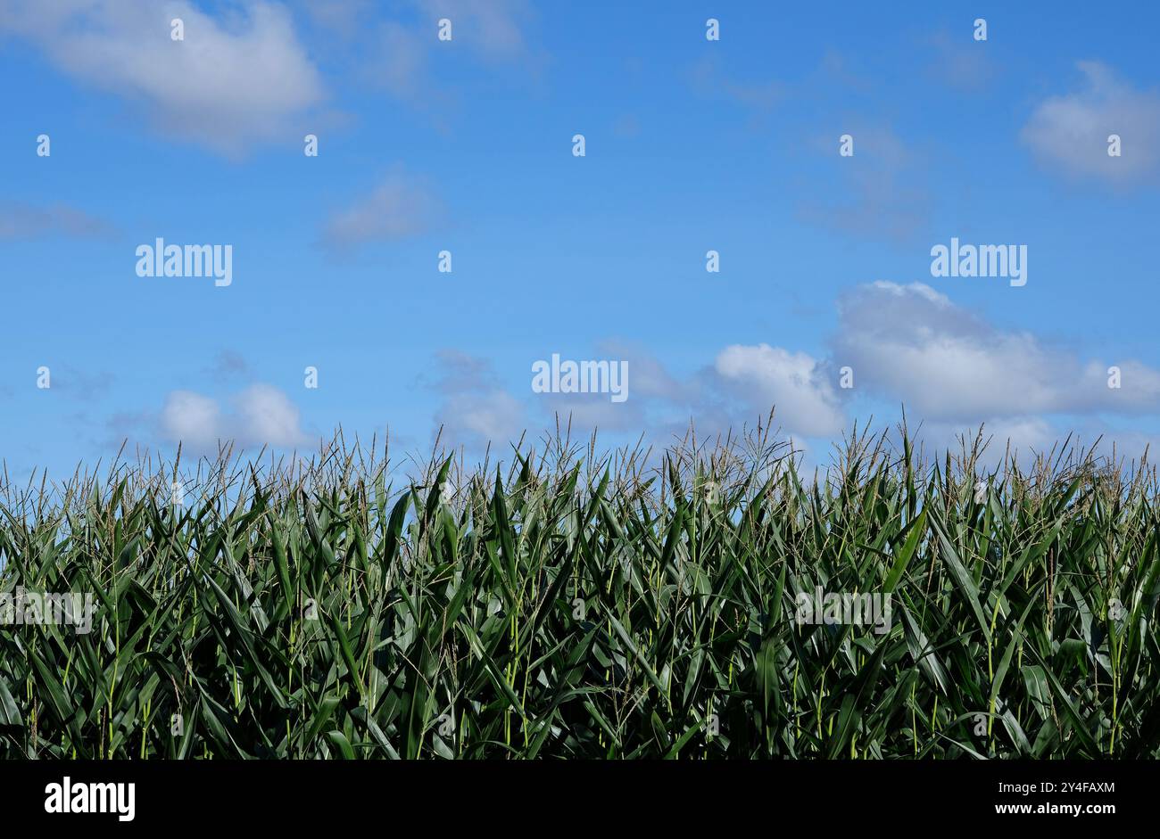 culture de maïs sur des terres agricoles, norfolk, angleterre Banque D'Images