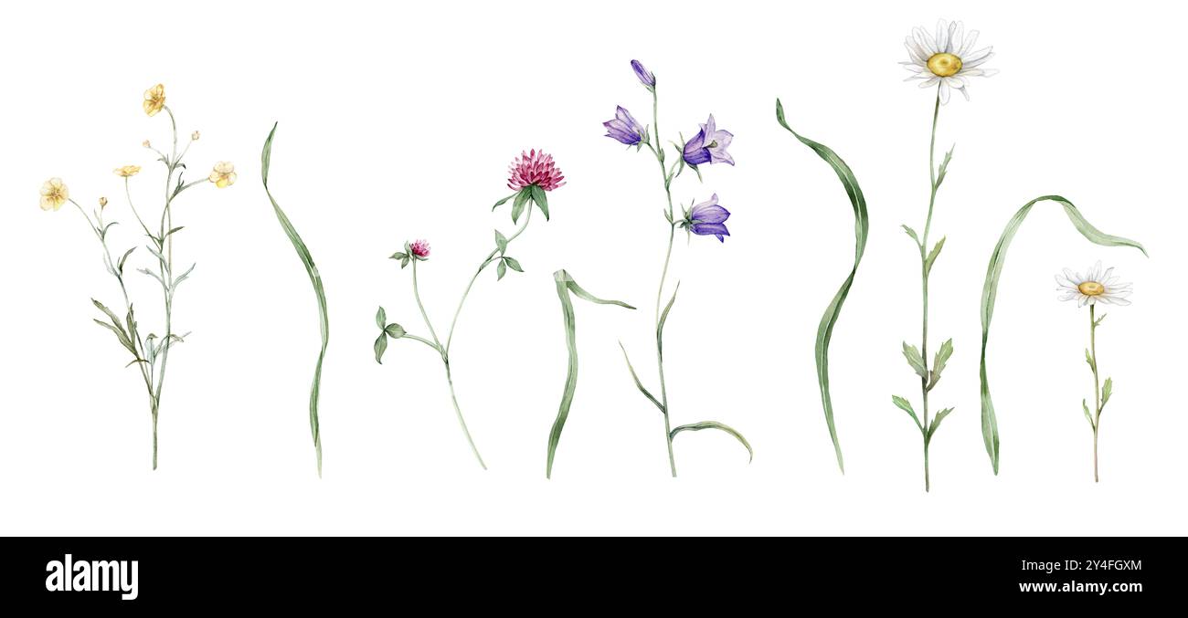 Ensemble botanique aquarelle de fleurs de prairie d'été. Illustration dessinée à la main de trèfle rose et bluebell bleu. Buttercup jaune et herbe verte et Banque D'Images