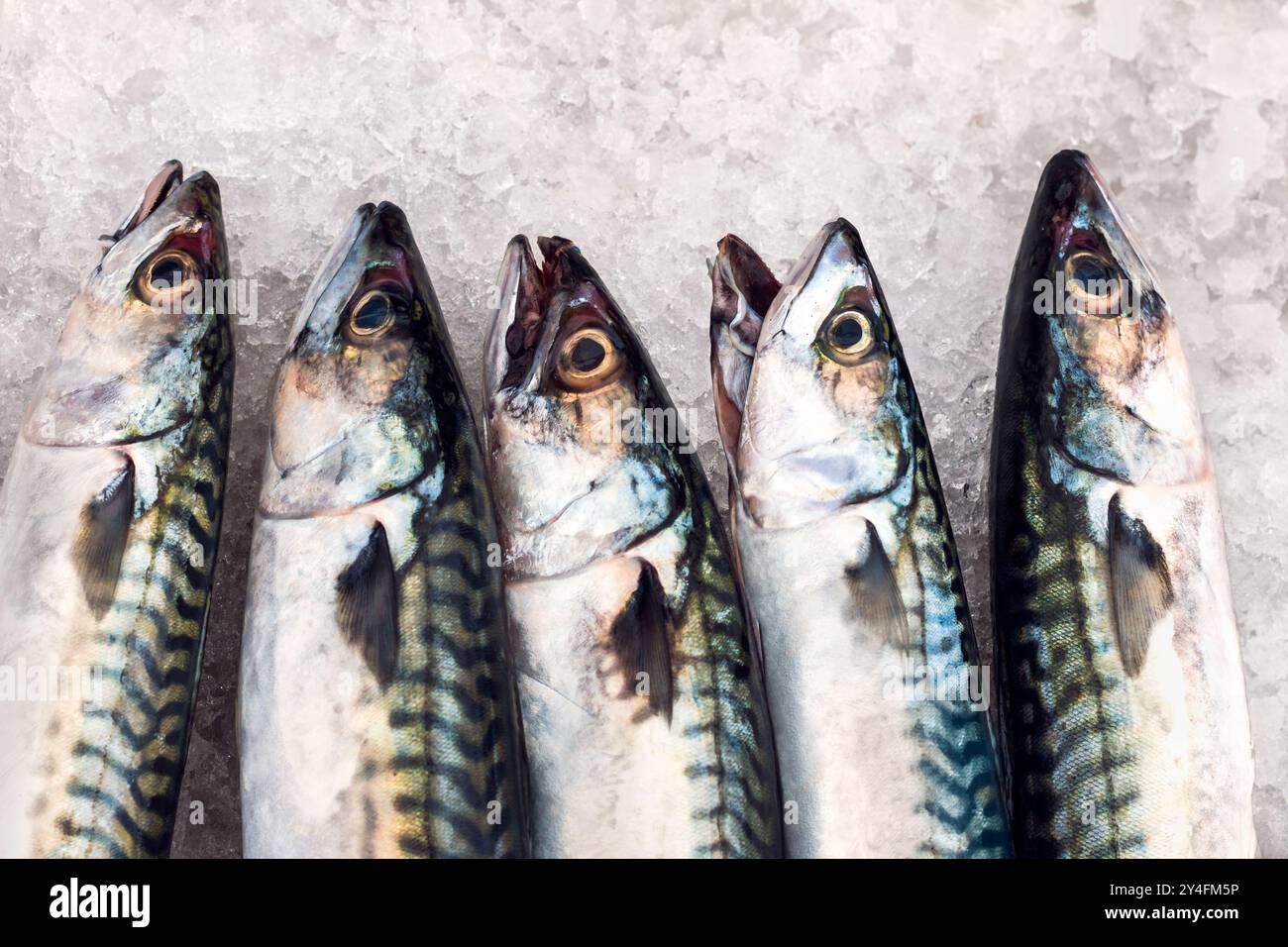 Poisson maquereau sur glace. Le maquereau est consommé dans le monde entier. En tant que poisson gras, il est une source riche en acides gras oméga-3. Banque D'Images