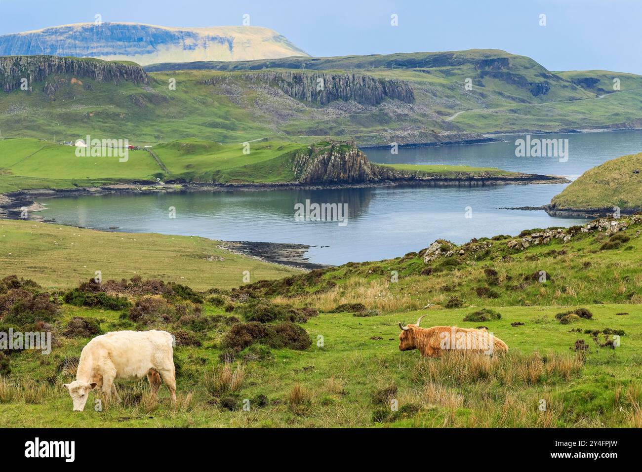 Bétail et vue de la péninsule de Rubha Hunish à Duntulm Bay & Castle dans le nord. La région est un SSSI nature & géologie. Duntulm, Skye, Écosse, Royaume-Uni Banque D'Images