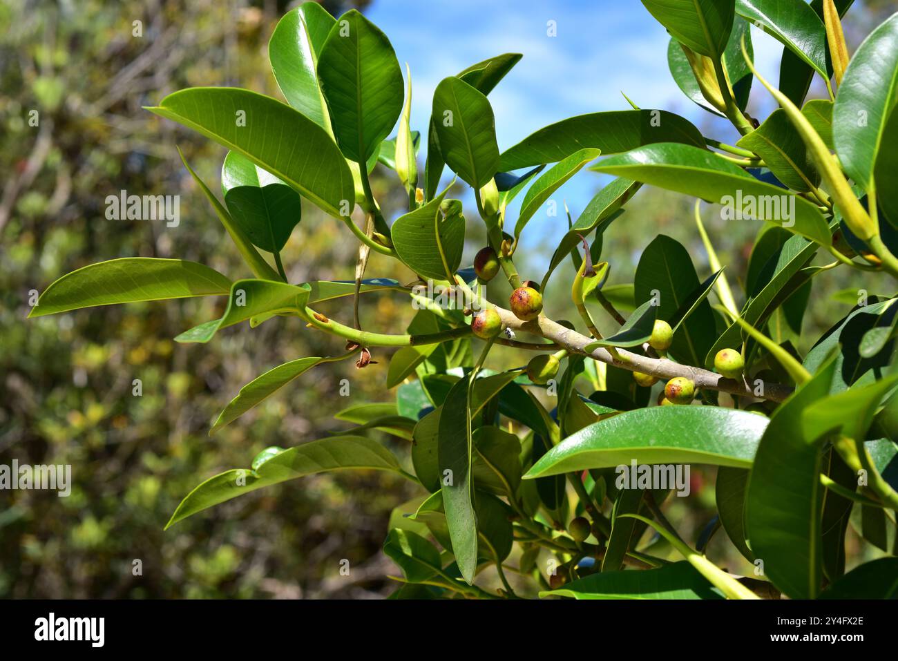 La figue de Port Jackson (Ficus rubiginosa) est un arbre originaire de l'est de l'Australie. Détail fruits et feuilles. Banque D'Images
