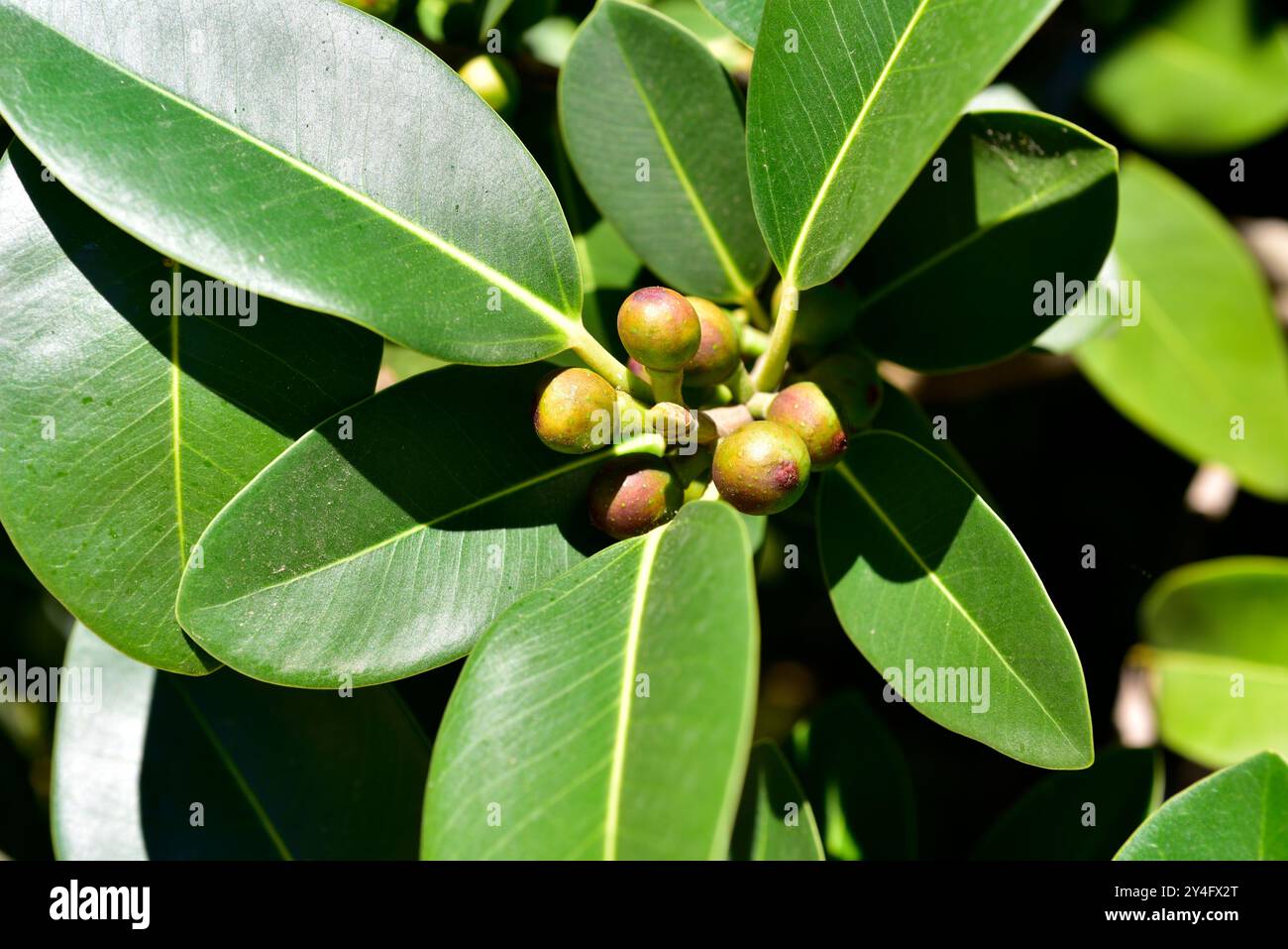 La figue de Port Jackson (Ficus rubiginosa) est un arbre originaire de l'est de l'Australie. Détail fruits et feuilles. Banque D'Images
