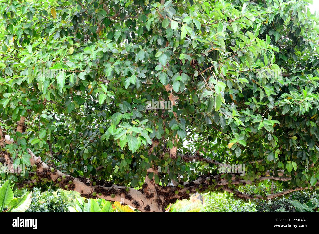 La figue de Sycomore (Ficus sycomorus) est un arbre proche de certaines parties de l'Afrique, du sud de la péninsule arabique et du sud-est de la région méditerranéenne. Banque D'Images
