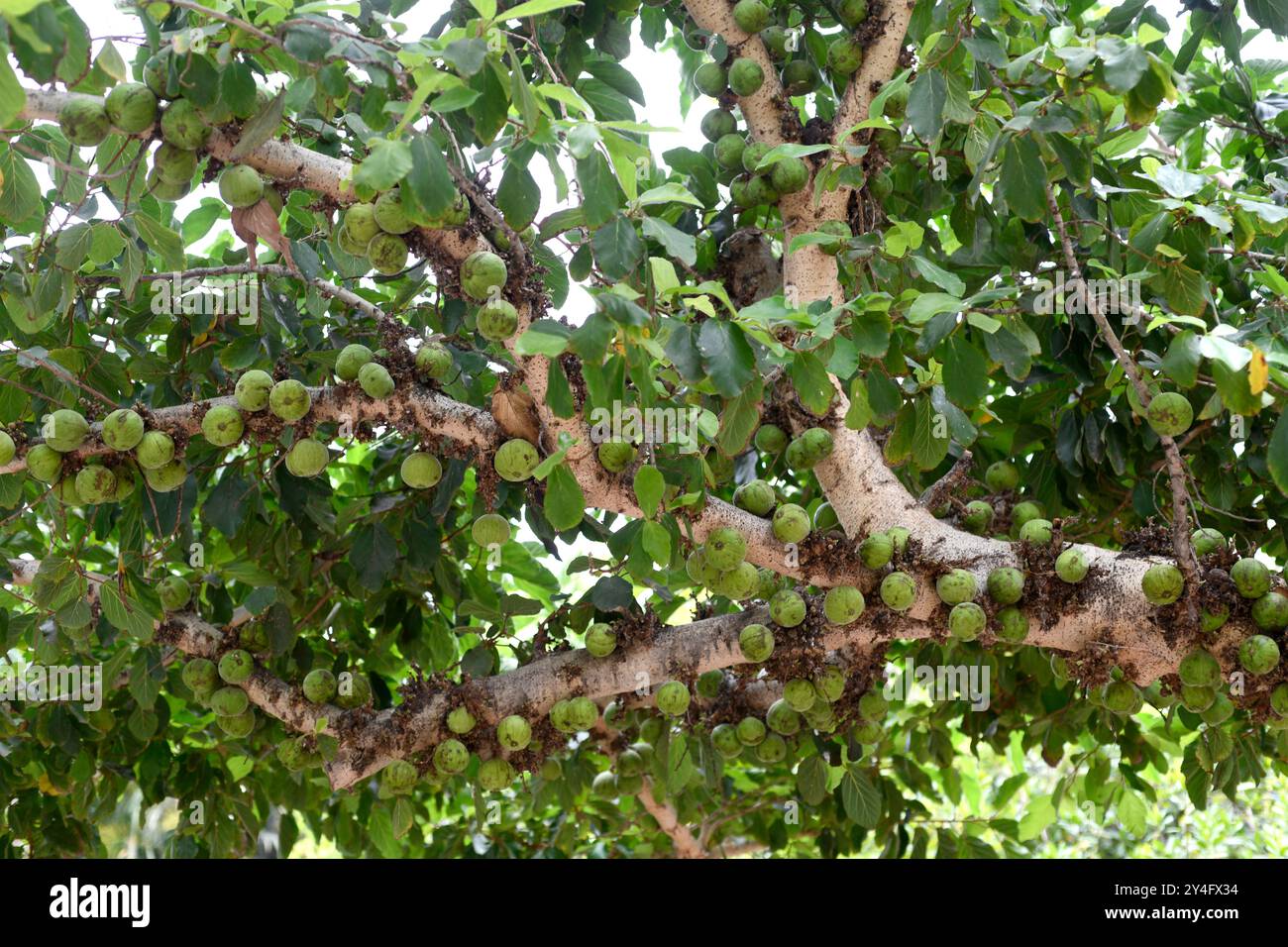 La figue de Sycomore (Ficus sycomorus) est un arbre proche de certaines parties de l'Afrique, du sud de la péninsule arabique et du sud-est de la région méditerranéenne. Banque D'Images