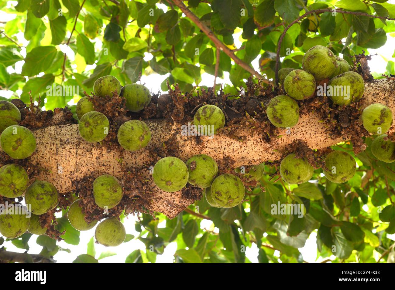 La figue de Sycomore (Ficus sycomorus) est un arbre proche de certaines parties de l'Afrique, du sud de la péninsule arabique et du sud-est de la région méditerranéenne. Banque D'Images