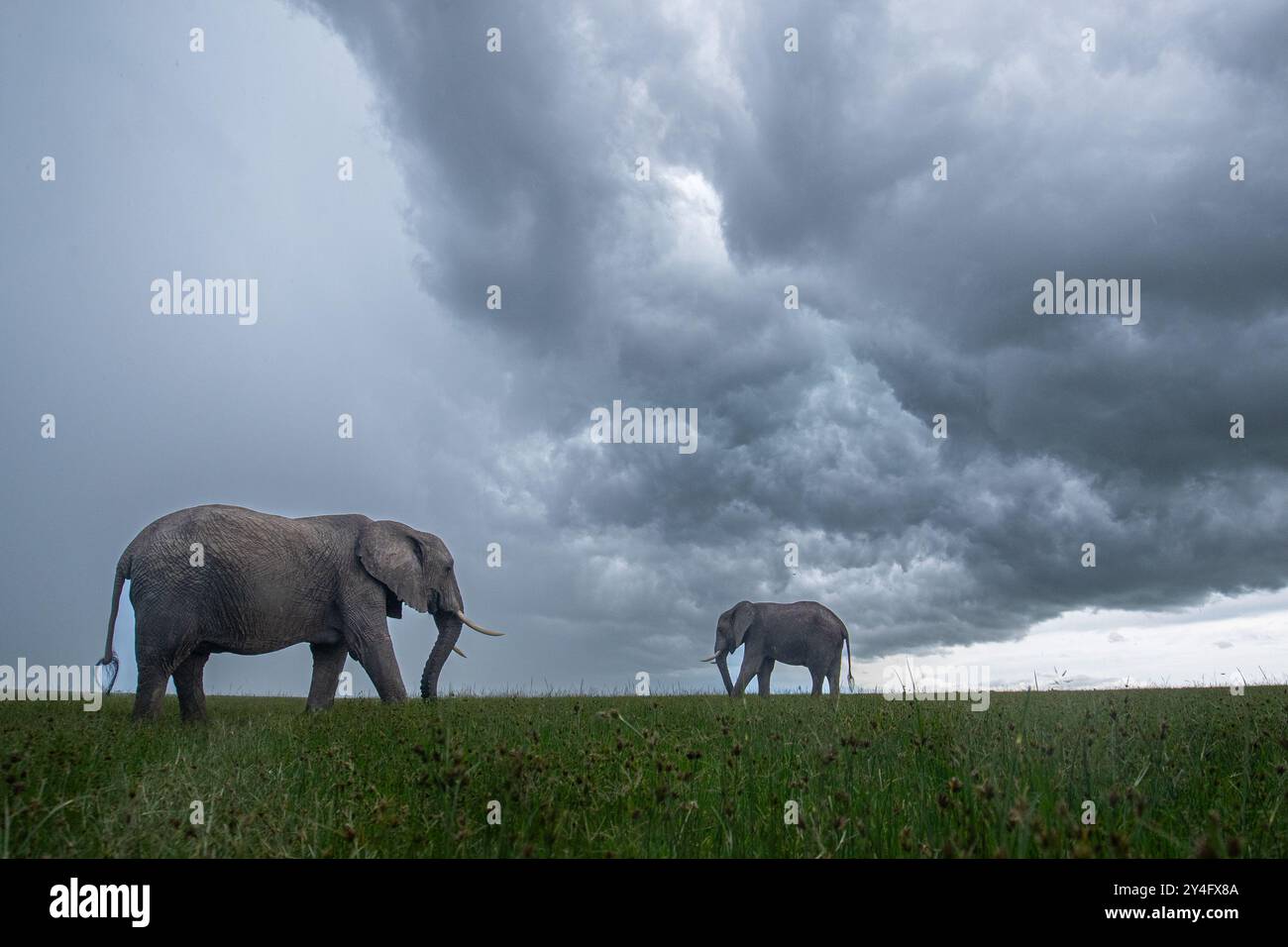 Éléphants à l'horizon à Masai Mara, Kenya Banque D'Images