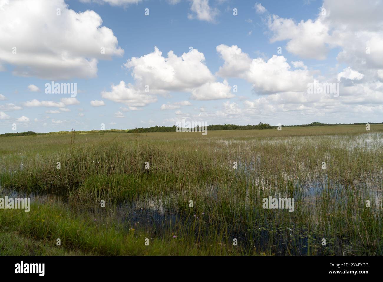 Une belle vue sur les Everglades verdoyantes par une journée ensoleillée à Everglades NP. Banque D'Images