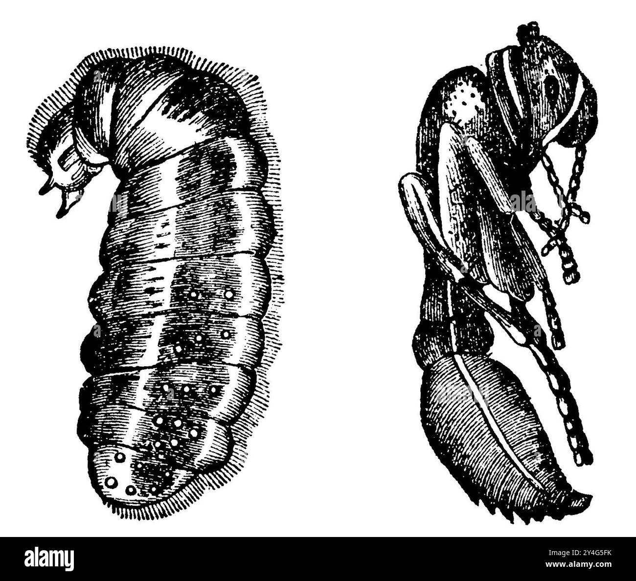 Fourmi des bois rouges, larve (gauche) et pupe (droite), Formica rufa, (encyclopédie, 1893), Rote WaldameiseLarve (liens) und Puppe (rechts), Fourmi rousse des bois, Larve (à gauche) et nymphe (à droite) Banque D'Images