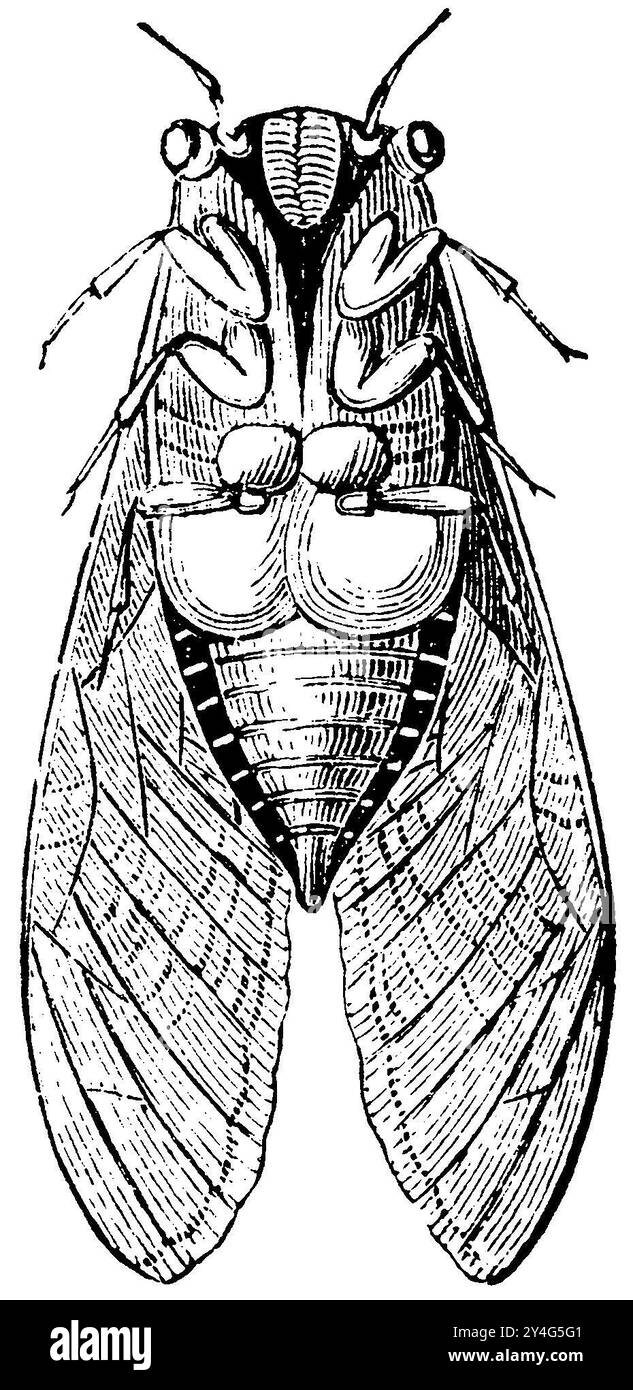 Cigale commune, orgue shrill, Cicada orni, (encyclopédie, 1893), Mannasingzikade, Schrillorgan, Cigale de l'orne, Organe strident Banque D'Images