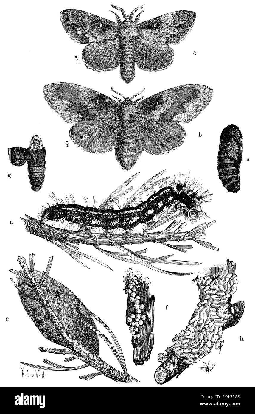 lappet de pin, a b) papillon mâle et femelle, c) chenille, d) pupe, e) cocon, f) oeufs, g) pupe cassée contenant la larve de guêpe ichneumonide d'Anomalon circumflexum, h) chenille morte couverte de la sangle de la nemorum de Microgaster, un braconide, et ichneumonidés desséchés, Dendrolimus pini, (livre de zoologie, 1872), Kiefernspinner, a b) männlicher und weiblicher Schmetterling, c) Raupe, d) Puppe, e) Kokon, f) Eiern, g) aufgebrochene Puppe, darin die Schlupfwespenmade von Anomalon circumflexum, h) tote Raupe mit den Puppengespinsten des Microgaster nemorum, eines Braconiden, bedeck Banque D'Images