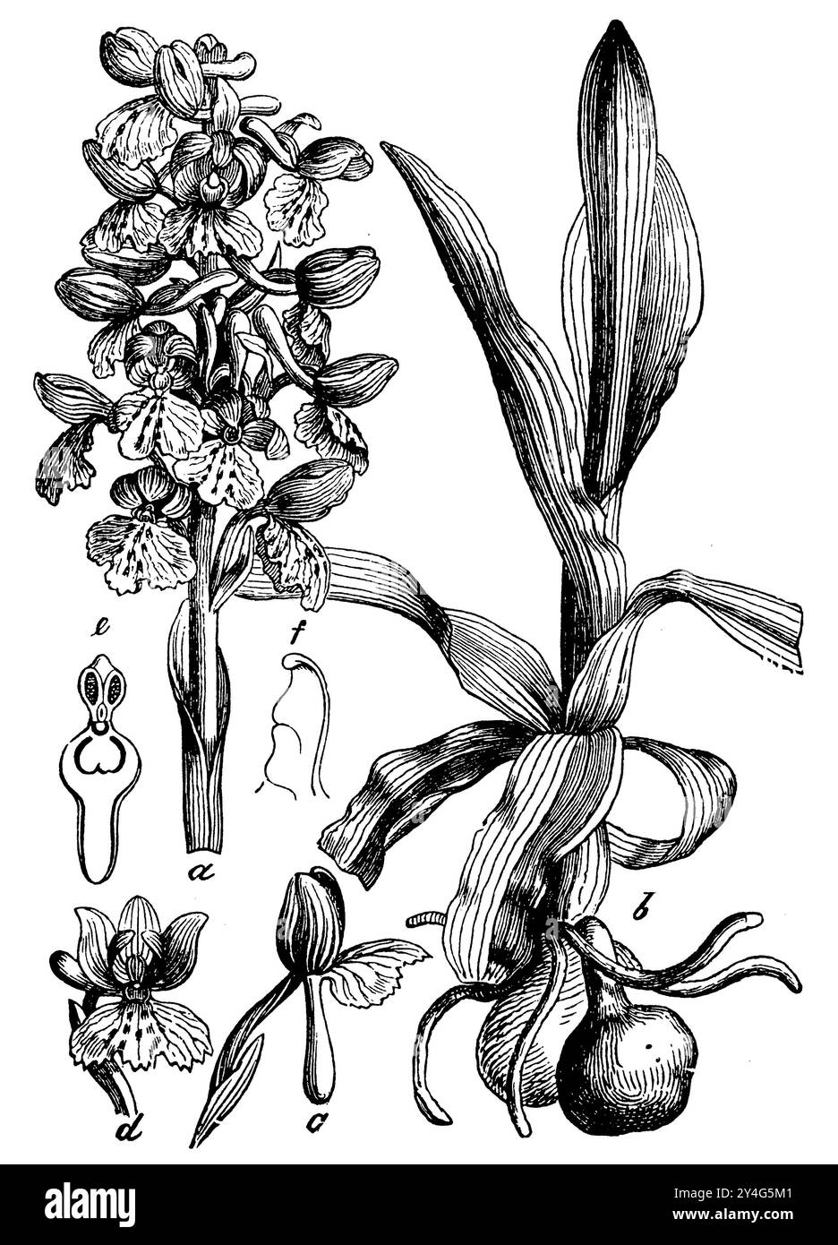 orchidée à ailes vertes ou orchidée à veines vertes, a, b plant, c fleur du côté, d fleur du devant, e colonne pistil du devant, f colonne pistil du côté Banque D'Images