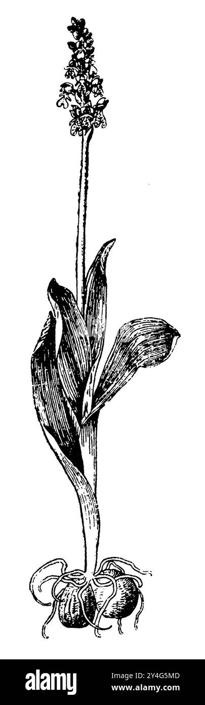 Lady Orchid, Orchis purpurea, (livre de botanique, 1910), Purpur-Knabenkraut, Orchis pourpre Banque D'Images