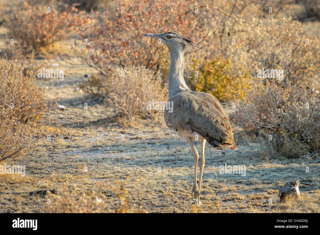 Gros plan d'un oiseau Kori Bustard marchant sur le sol, faune sauvage en Namibie, Afrique Banque D'Images