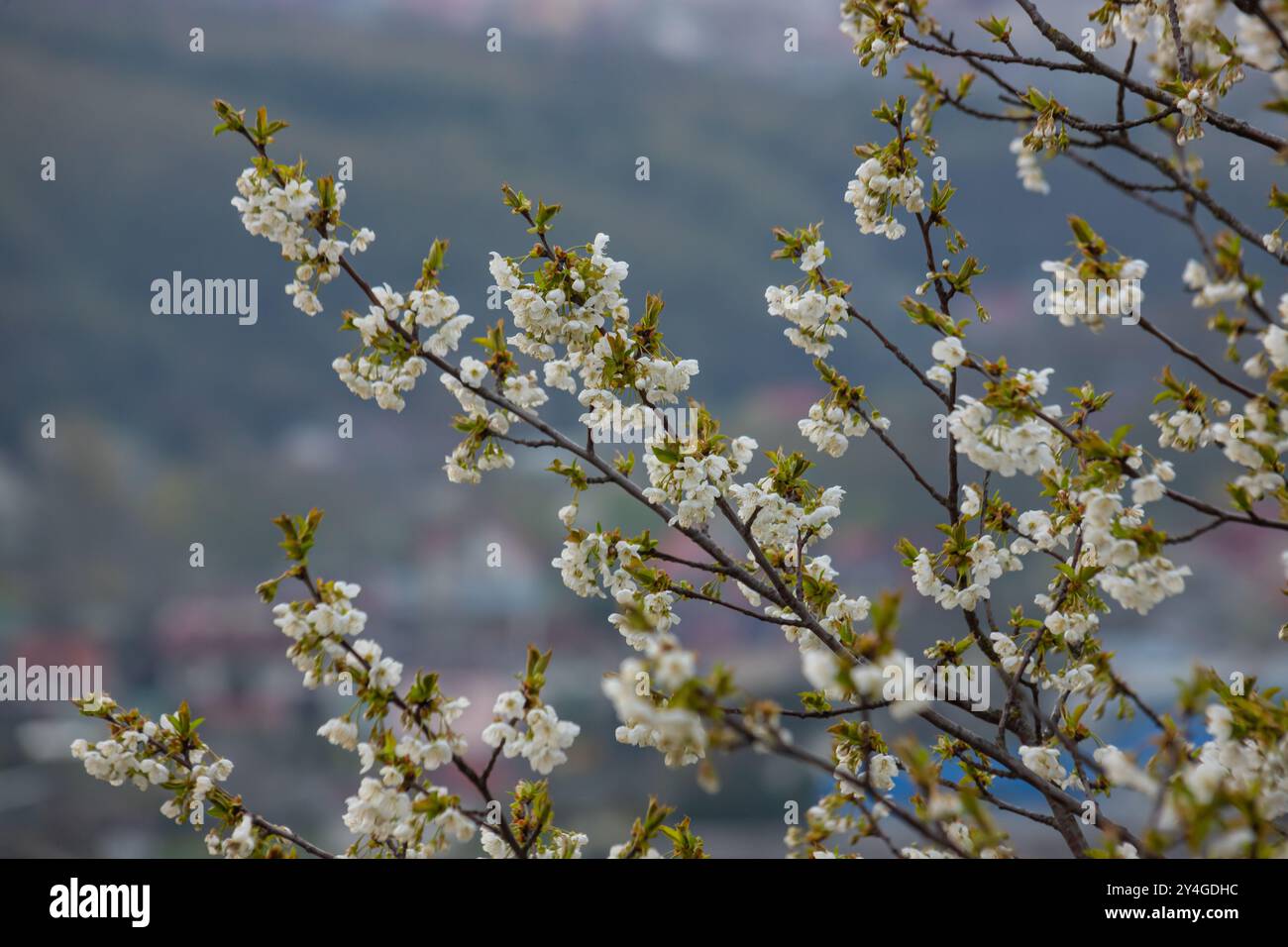 Foyer sélectif de belles branches de cerisiers en fleurs sur l'arbre sous ciel bleu, belles fleurs Sakura pendant la saison de printemps dans le parc, Floral Banque D'Images