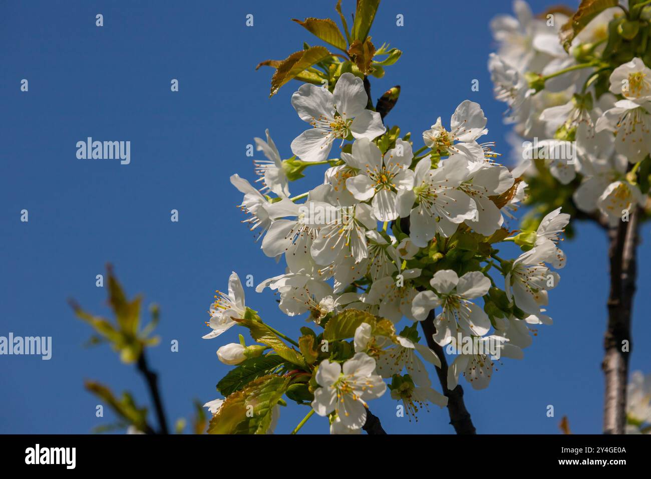 Foyer sélectif de belles branches de cerisiers en fleurs sur l'arbre sous ciel bleu, belles fleurs Sakura pendant la saison de printemps dans le parc, Floral Banque D'Images
