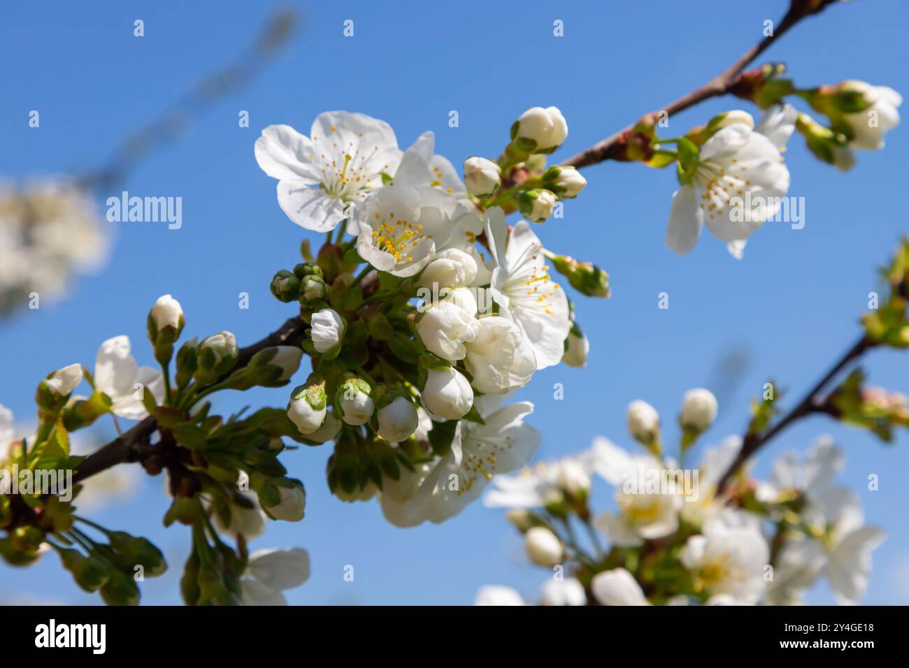 Foyer sélectif de belles branches de cerisiers en fleurs sur l'arbre sous ciel bleu, belles fleurs Sakura pendant la saison de printemps dans le parc, Floral Banque D'Images