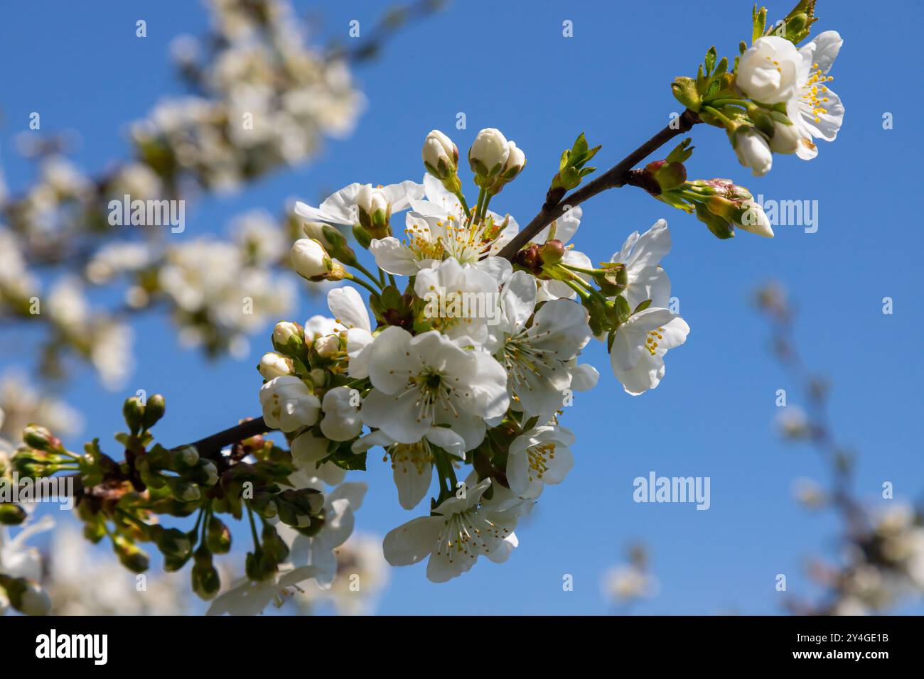 Foyer sélectif de belles branches de cerisiers en fleurs sur l'arbre sous ciel bleu, belles fleurs Sakura pendant la saison de printemps dans le parc, Floral Banque D'Images