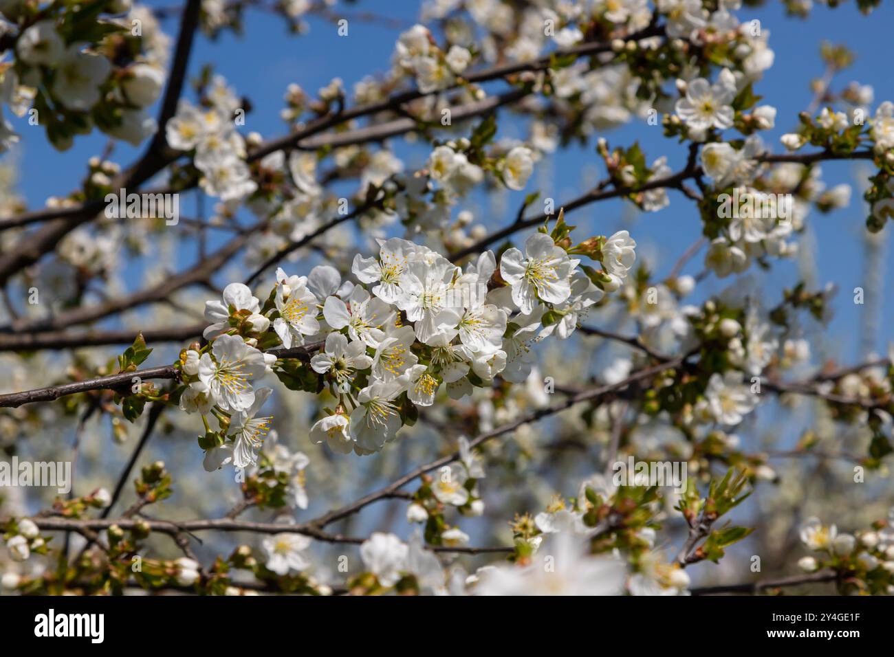 Foyer sélectif de belles branches de cerisiers en fleurs sur l'arbre sous ciel bleu, belles fleurs Sakura pendant la saison de printemps dans le parc, Floral Banque D'Images