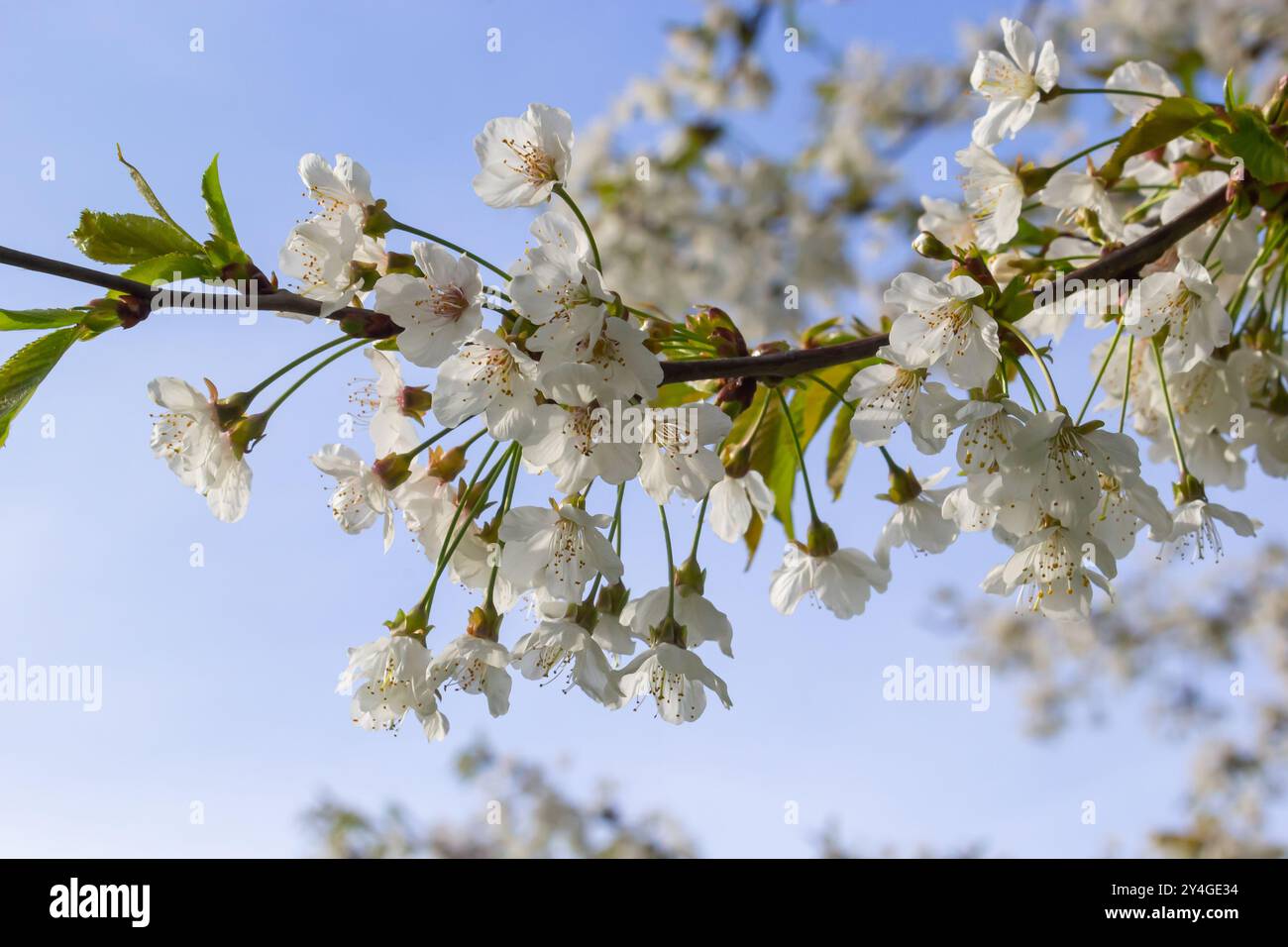 Foyer sélectif de belles branches de cerisiers en fleurs sur l'arbre sous ciel bleu, belles fleurs Sakura pendant la saison de printemps dans le parc, Floral Banque D'Images