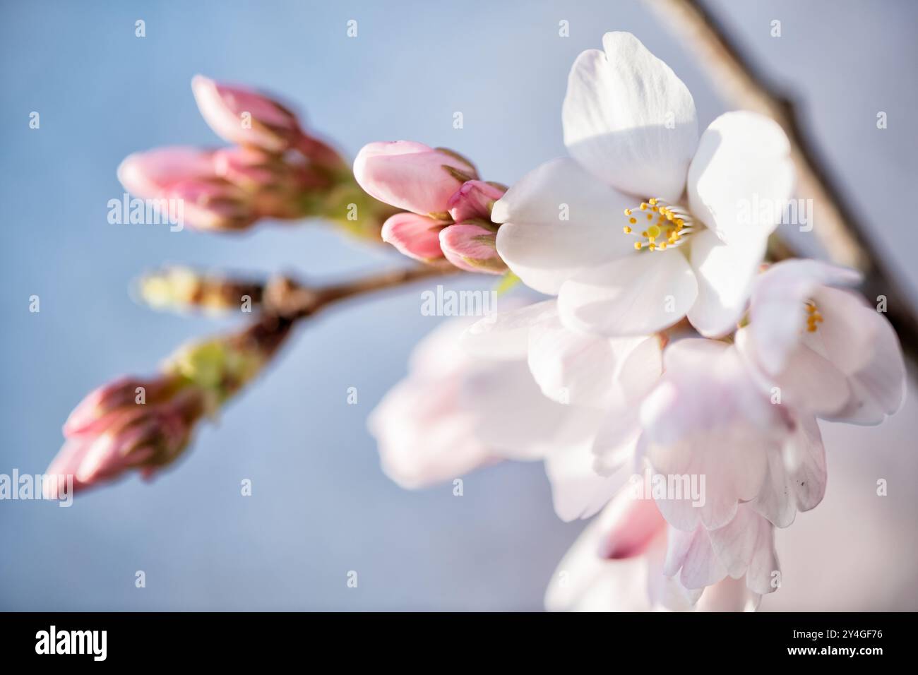 WASHINGTON DC, États-Unis — Un gros plan des fleurs de cerisier fraîches Yoshino alors qu'elles commencent à s'ouvrir et à fleurir complètement au Tidal Basin. Ces délicates fleurs roses et blanches signalent l'arrivée du printemps à Washington, DC, et sont un point fort du festival annuel Cherry Blossom. Banque D'Images