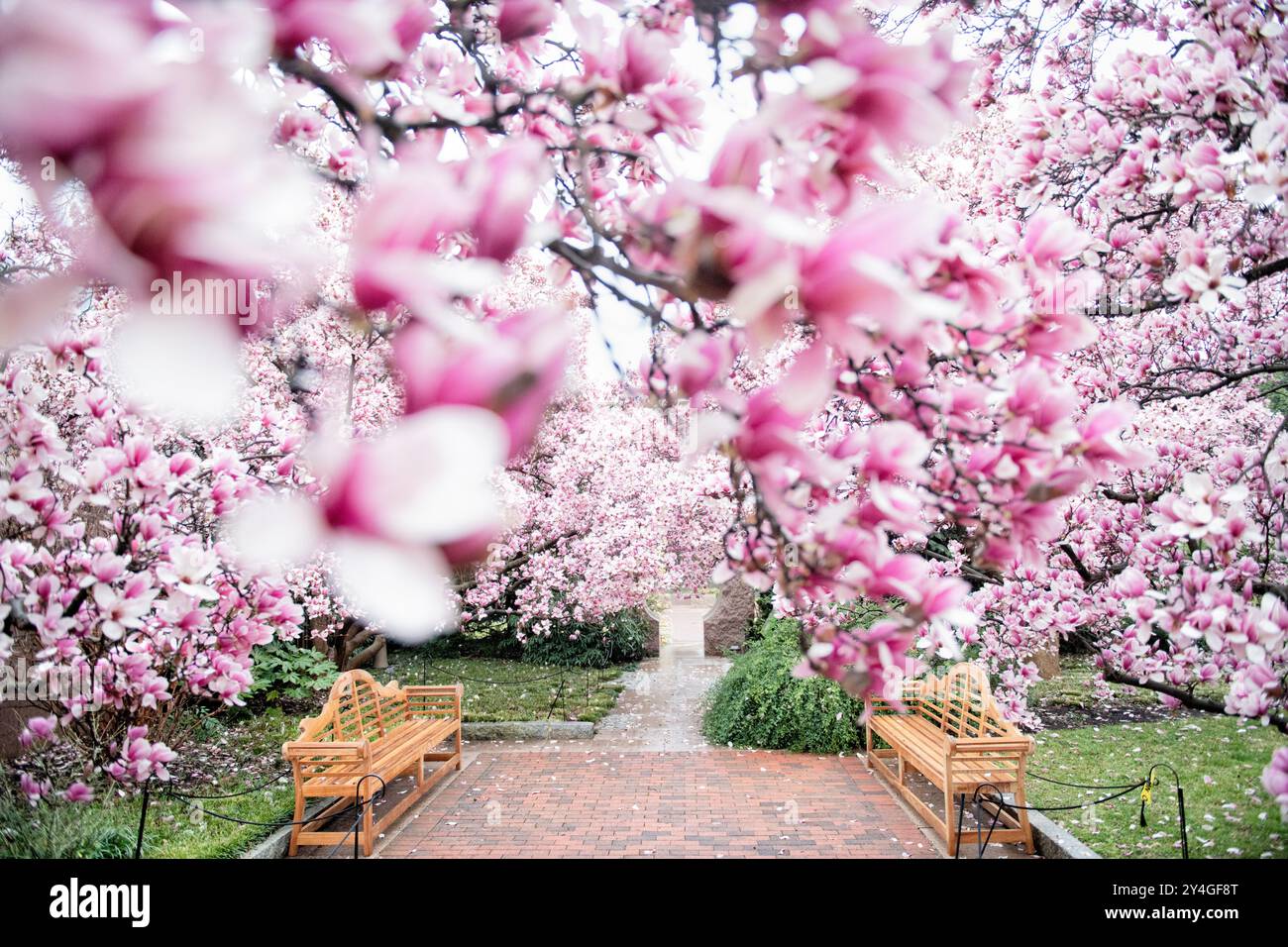 Magnolias de soucoupe Enid A Haupt Garden Washington DC // WASHINGTON DC — magnolias de soucoupe en pleine floraison illuminent le jardin Enid A. Haupt, avec une paire de bancs de parc en bois le long du chemin de briques. Situé sur le National Mall, ce jardin paisible, qui fait partie de la Smithsonian institution, offre un endroit tranquille pour les visiteurs au milieu des fleurs printanières dynamiques. Banque D'Images