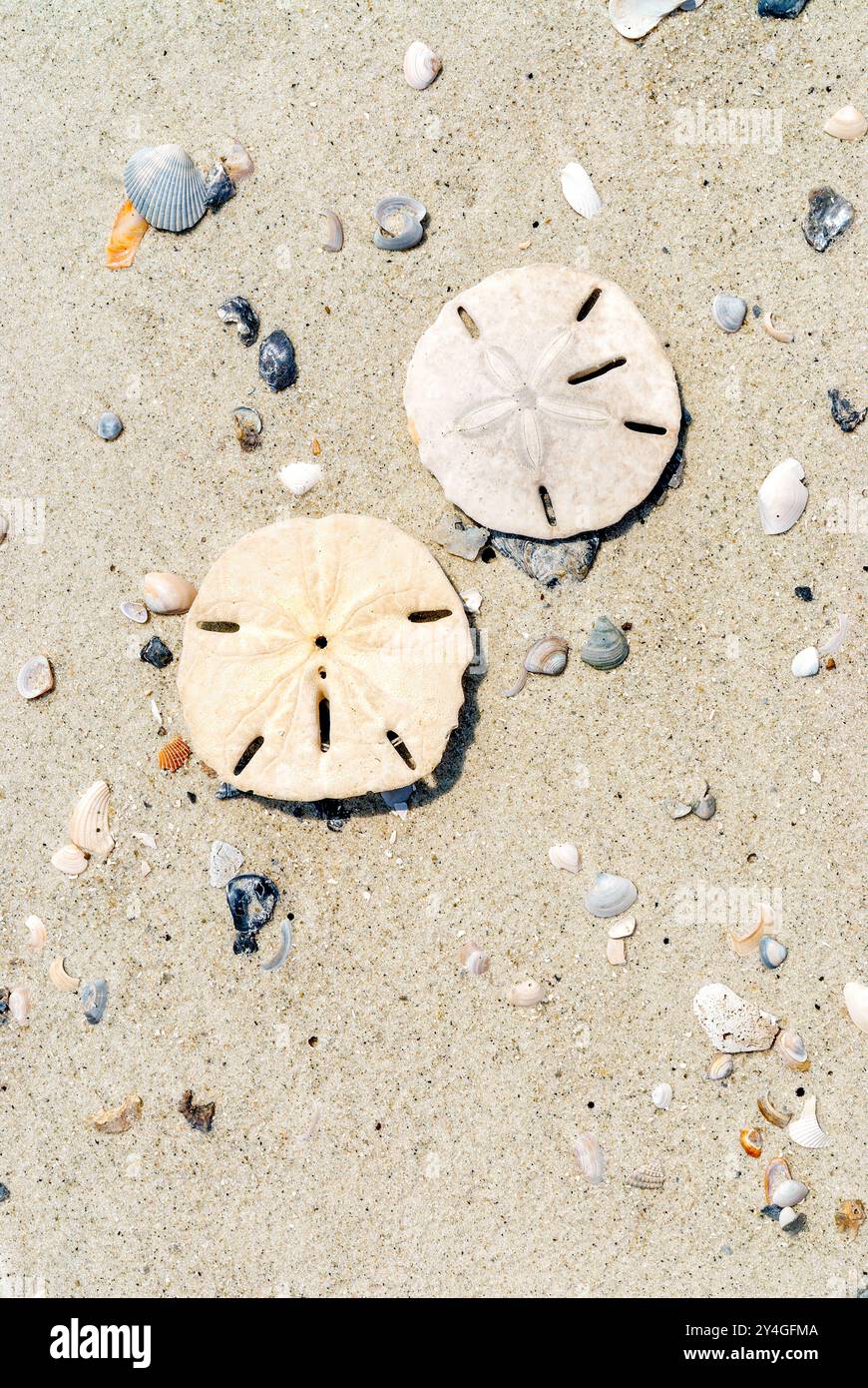 Sand dollars on Beach Daufuskie Island Caroline du Sud // DAUFUSKIE ISLAND, Caroline du Sud — deux dollars de sable sont jetés sur la plage de Daufuskie Island, Caroline du Sud. Ces squelettes délicats, en forme de disque, d'oursins de mer sont communs le long des rives de la côte atlantique. L'île Daufuskie, qui fait partie de la région du Lowcountry de Caroline du Sud, est connue pour ses plages immaculées et son riche écosystème côtier. Banque D'Images