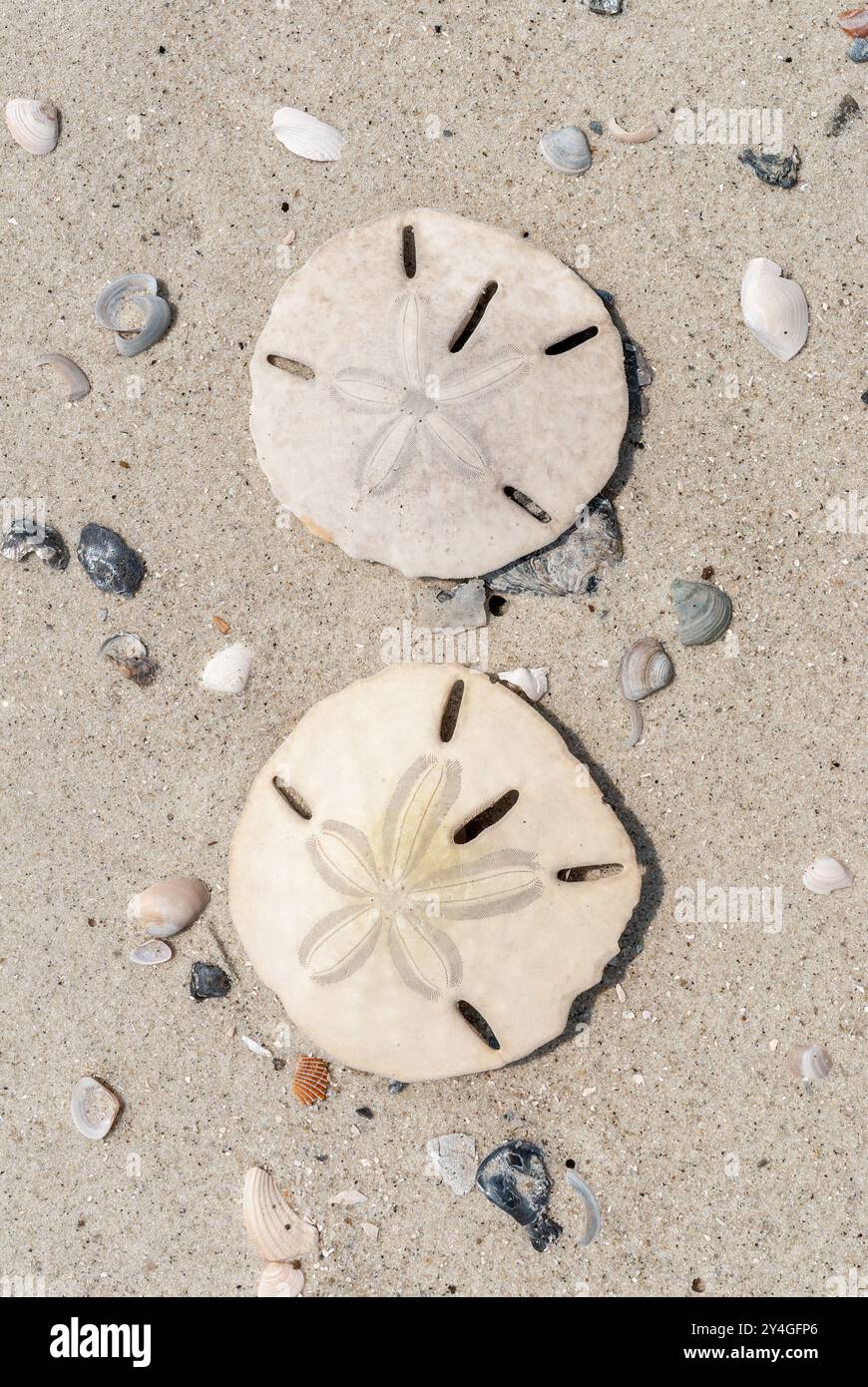Sand dollars on Beach Daufuskie Island Caroline du Sud // DAUFUSKIE ISLAND, Caroline du Sud — deux dollars de sable sont jetés sur la plage de Daufuskie Island, Caroline du Sud. Ces squelettes délicats, en forme de disque, d'oursins de mer sont communs le long des rives de la côte atlantique. L'île Daufuskie, qui fait partie de la région du Lowcountry de Caroline du Sud, est connue pour ses plages immaculées et son riche écosystème côtier. Banque D'Images