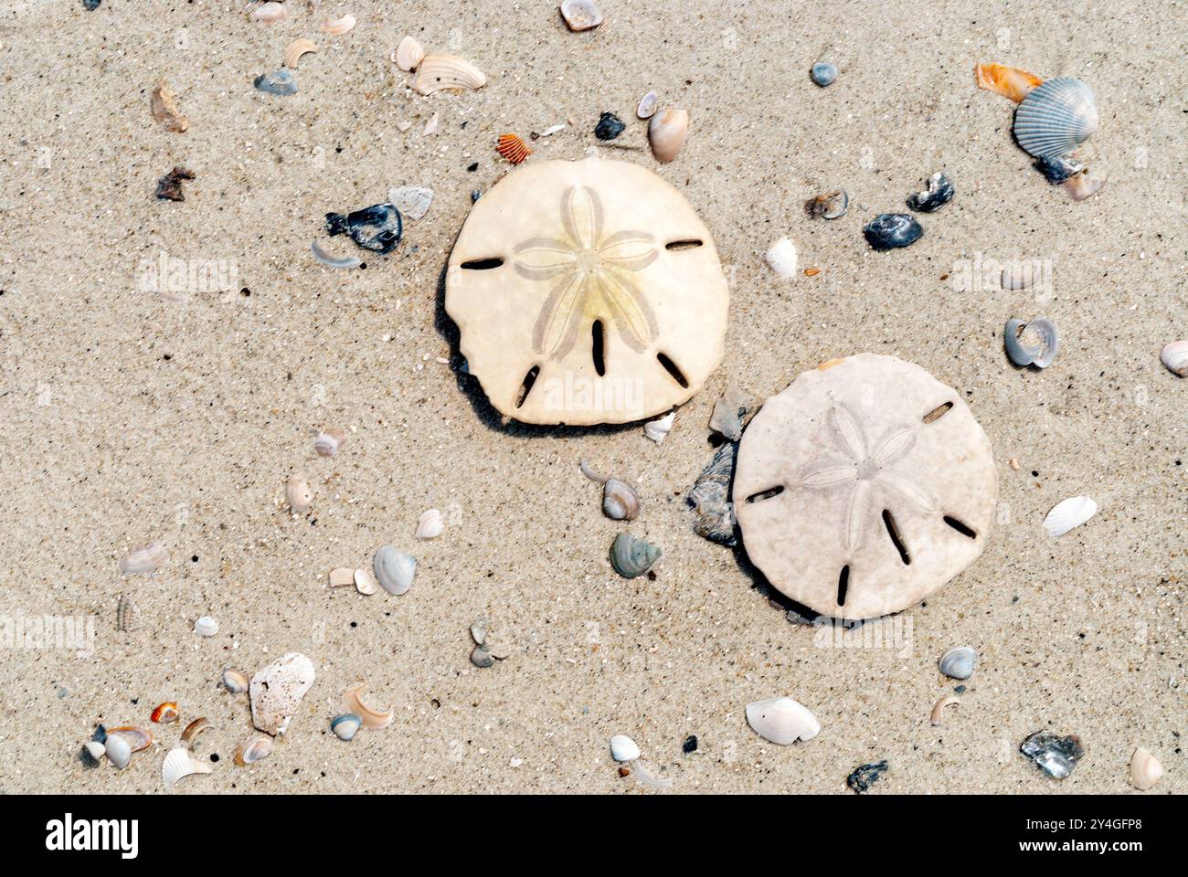 Sand dollars on Beach Daufuskie Island Caroline du Sud // DAUFUSKIE ISLAND, Caroline du Sud — deux dollars de sable sont jetés sur la plage de Daufuskie Island, Caroline du Sud. Ces squelettes délicats, en forme de disque, d'oursins de mer sont communs le long des rives de la côte atlantique. L'île Daufuskie, qui fait partie de la région du Lowcountry de Caroline du Sud, est connue pour ses plages immaculées et son riche écosystème côtier. Banque D'Images