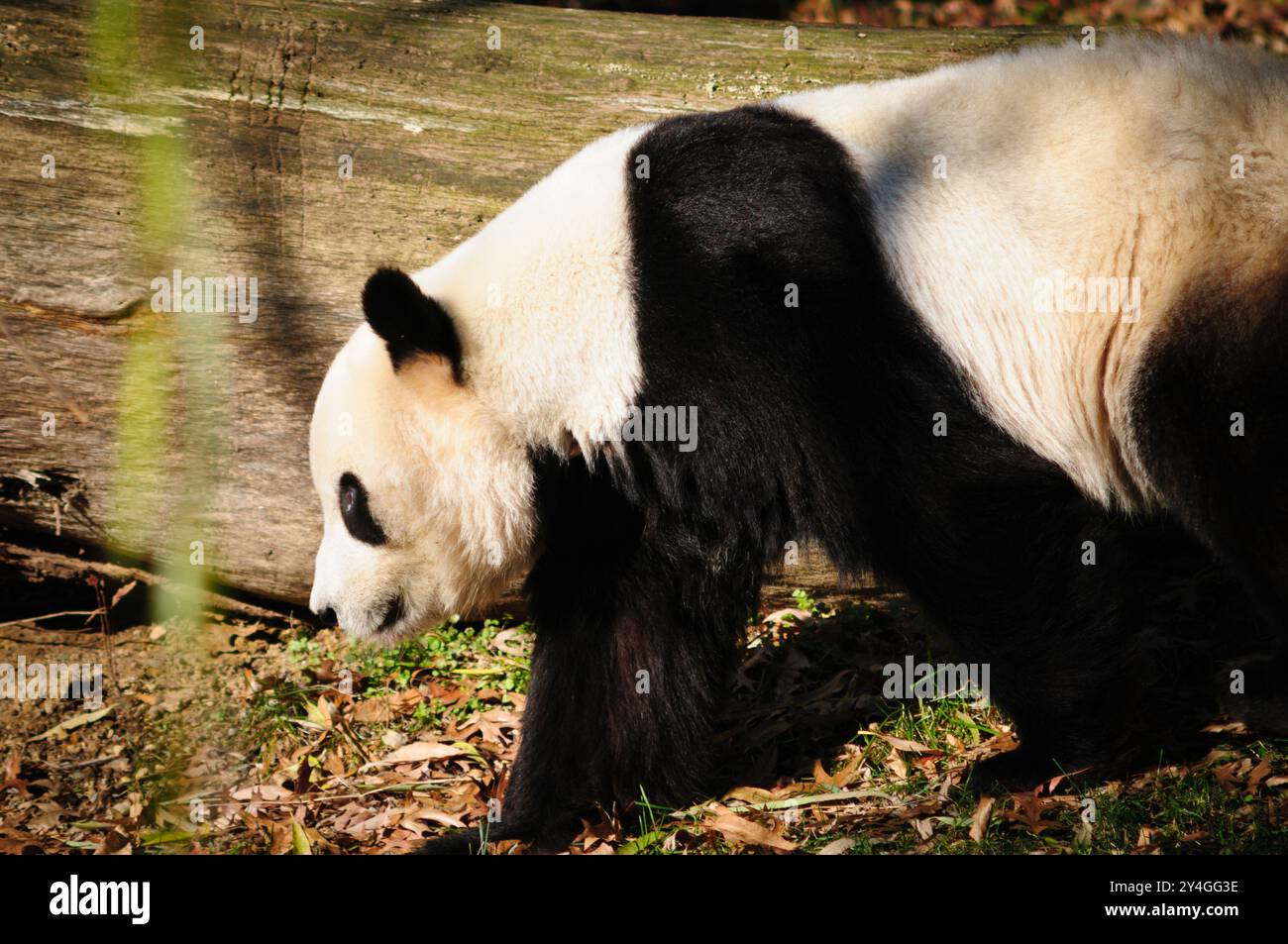 WASHINGTON DC, États-Unis — Un panda géant au zoo national de Smithsonian en 2008, lorsque l'installation hébergeait trois pandas : Mei Xiang, Tian Tian et leur petit Tai Shan. Le programme de panda géant du zoo national, qui a débuté en 1972, représente une collaboration importante entre les États-Unis et la Chine. Grâce à des programmes de reproduction réussis, le zoo a contribué aux efforts de conservation des pandas géants. Banque D'Images