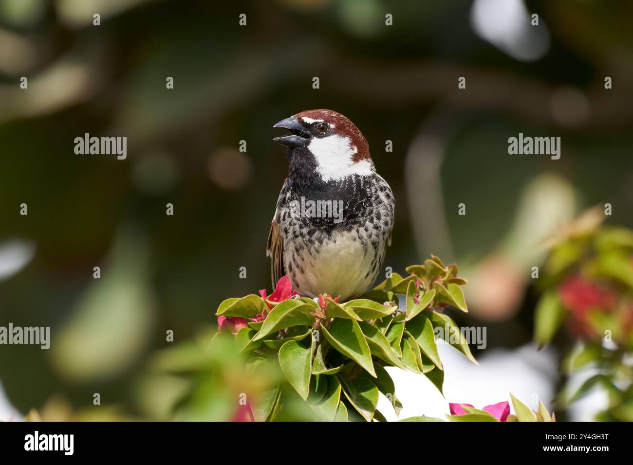 Chanter le moineau espagnol mâle (passer hispaniolensis) assis sur une plante Banque D'Images