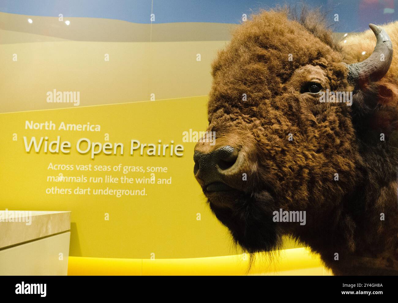 Exposition de bisons au National Museum of Natural History Washington DC // WASHINGTON DC — L'exposition sur les prairies d'Amérique du Nord, qui présente un bison grandeur nature, fait partie du Musée national d'histoire naturelle de la Smithsonian institution à Washington DC. Cette exposition met en valeur la faune et les écosystèmes de la prairie américaine, offrant un aperçu pédagogique de la conservation et de l'histoire du bison, une espèce emblématique des plaines nord-américaines. Banque D'Images