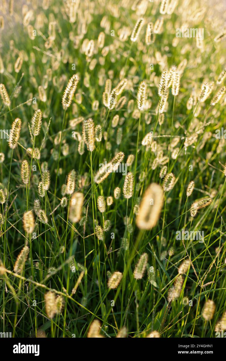 Têtes de graines d'herbe rétro-éclairées silhouettées contre le soleil // L'herbe sauvage silhouettée contre le soleil crée un effet de contre-jour saisissant tandis que la lumière dorée filtre à travers les tiges délicates et les têtes de graines. La technique d'éclairage contre-jour met l'accent sur la texture et la structure naturelles de l'herbe tout en créant une atmosphère chaleureuse et éthérée. Cette scène de nature minimaliste capture la beauté simple des herbes communes transformées par des conditions d'éclairage dramatiques. L'herbe rétro-éclairée se démarque de l'arrière-plan lumineux, mettant en valeur les détails complexes de la nature dans une composition paisible et atmosphérique. Banque D'Images