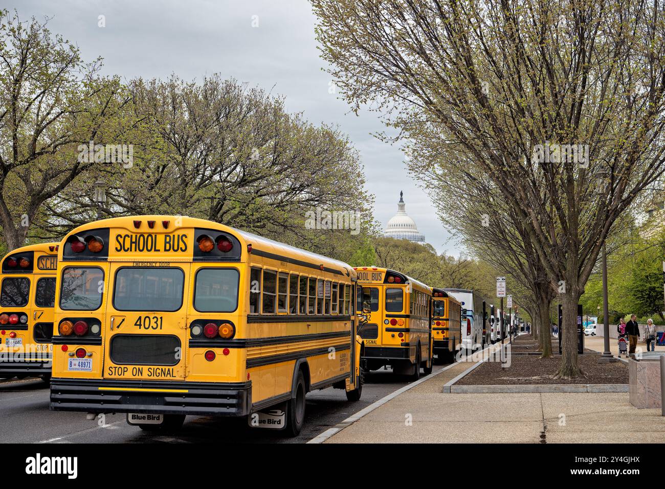 Bus scolaires National Mall Washington DC // WASHINGTON DC — les bus scolaires font la queue sur le National Mall pour transporter les étudiants visitant les musées et monuments Smithsonian. Le centre commercial sert de point de rassemblement central pour des excursions éducatives dans la capitale nationale. Ces autobus jaunes emblématiques facilitent chaque année la visite de milliers d'étudiants aux institutions culturelles de Washington. Le sommet du dôme du Capitole américain peut être vu au loin au-delà des arbres. Banque D'Images