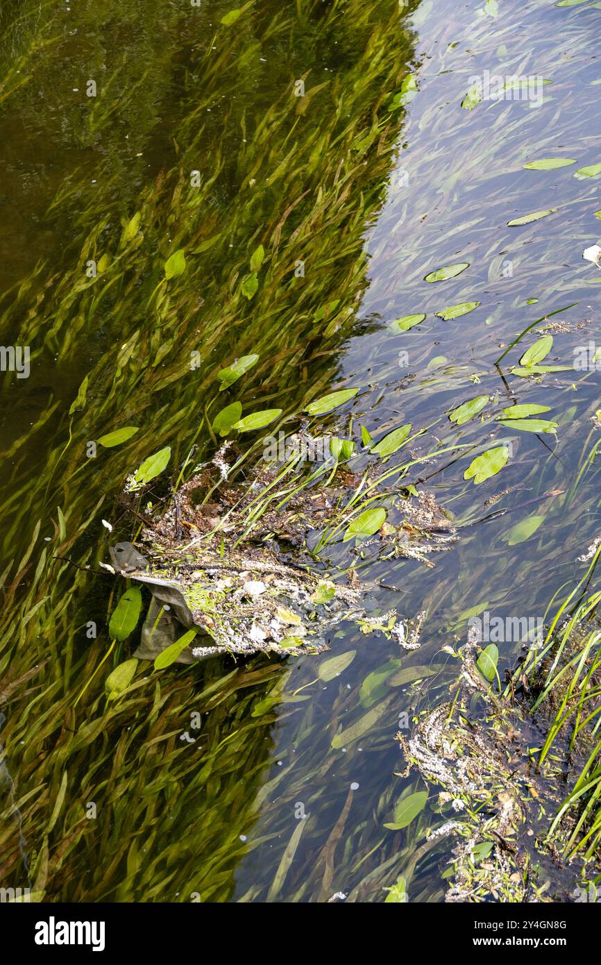 Eau polluée par des débris plastiques et des plantes aquatiques dans un canal à Gdansk, en Pologne, soulignant les préoccupations environnementales. Banque D'Images