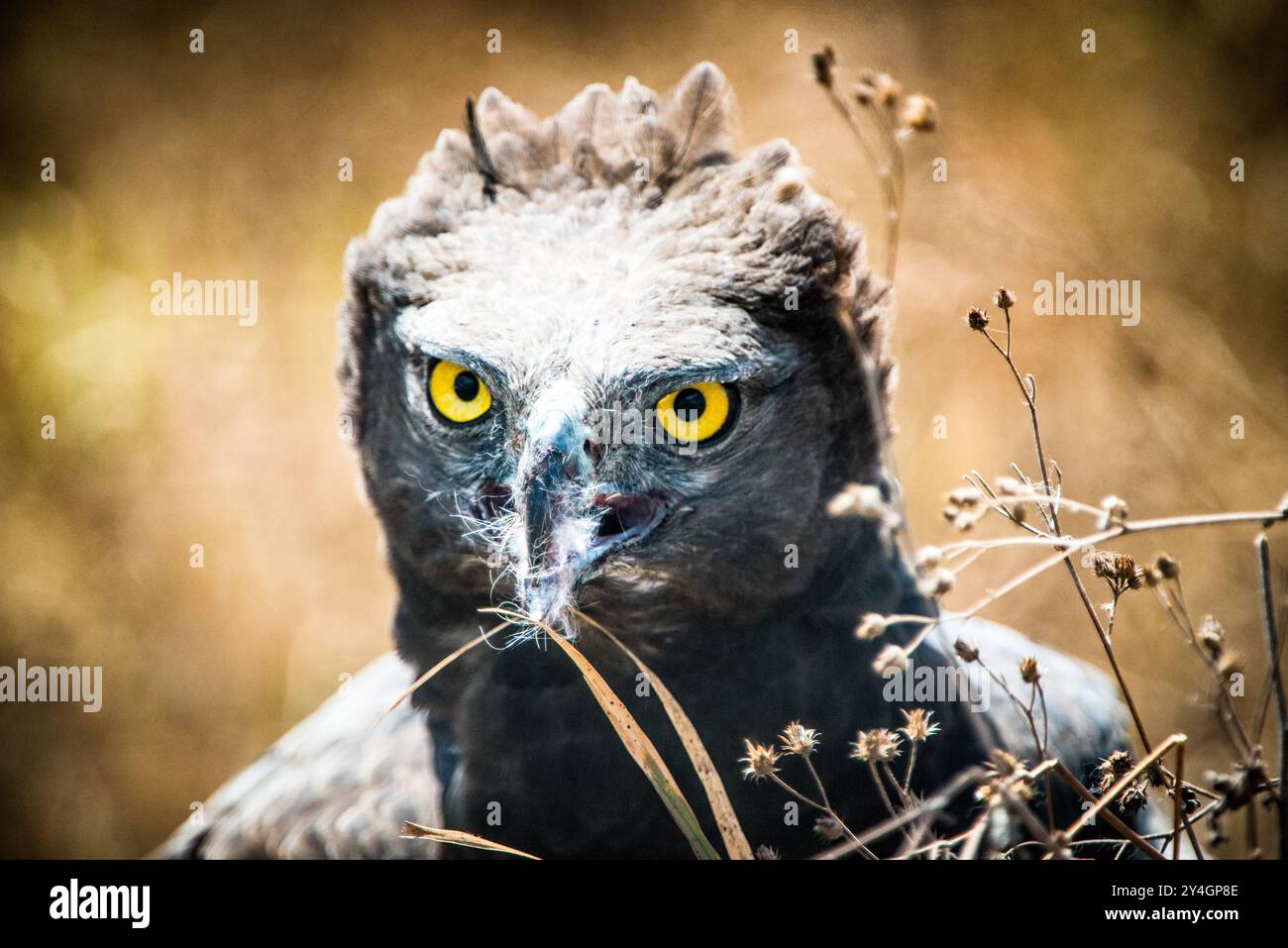 CRATÈRE DU NGORONGORO, Tanzanie — Un aigle à longue crête se nourrissant de proies récemment capturées au cratère du Ngorongoro, dans la zone de conservation de Ngorongoro, qui fait partie de T. Banque D'Images