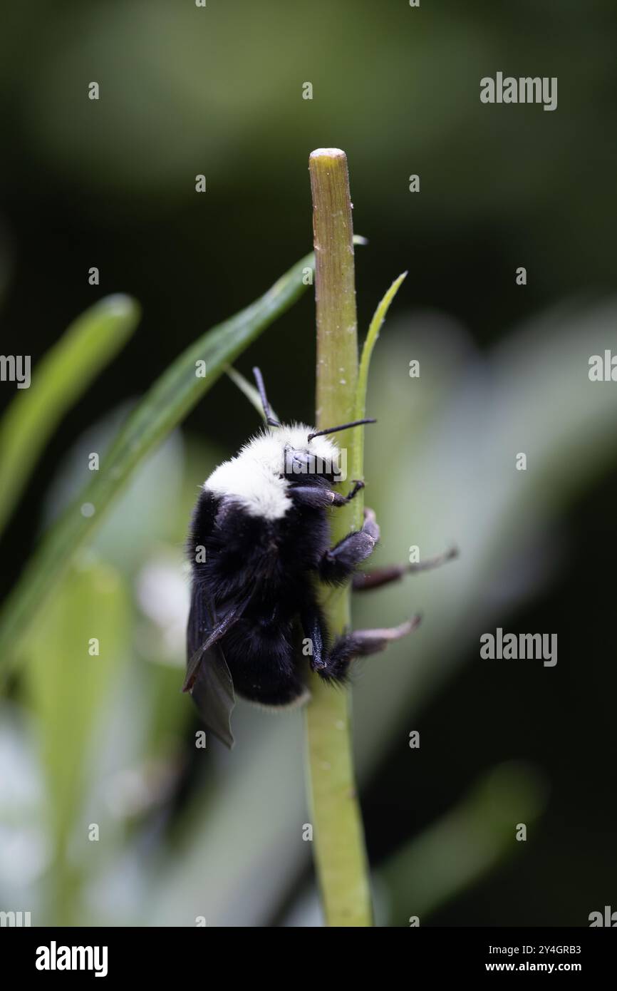 Un grand bourdon accroché à la tige d'une plante dans un jardin. Banque D'Images