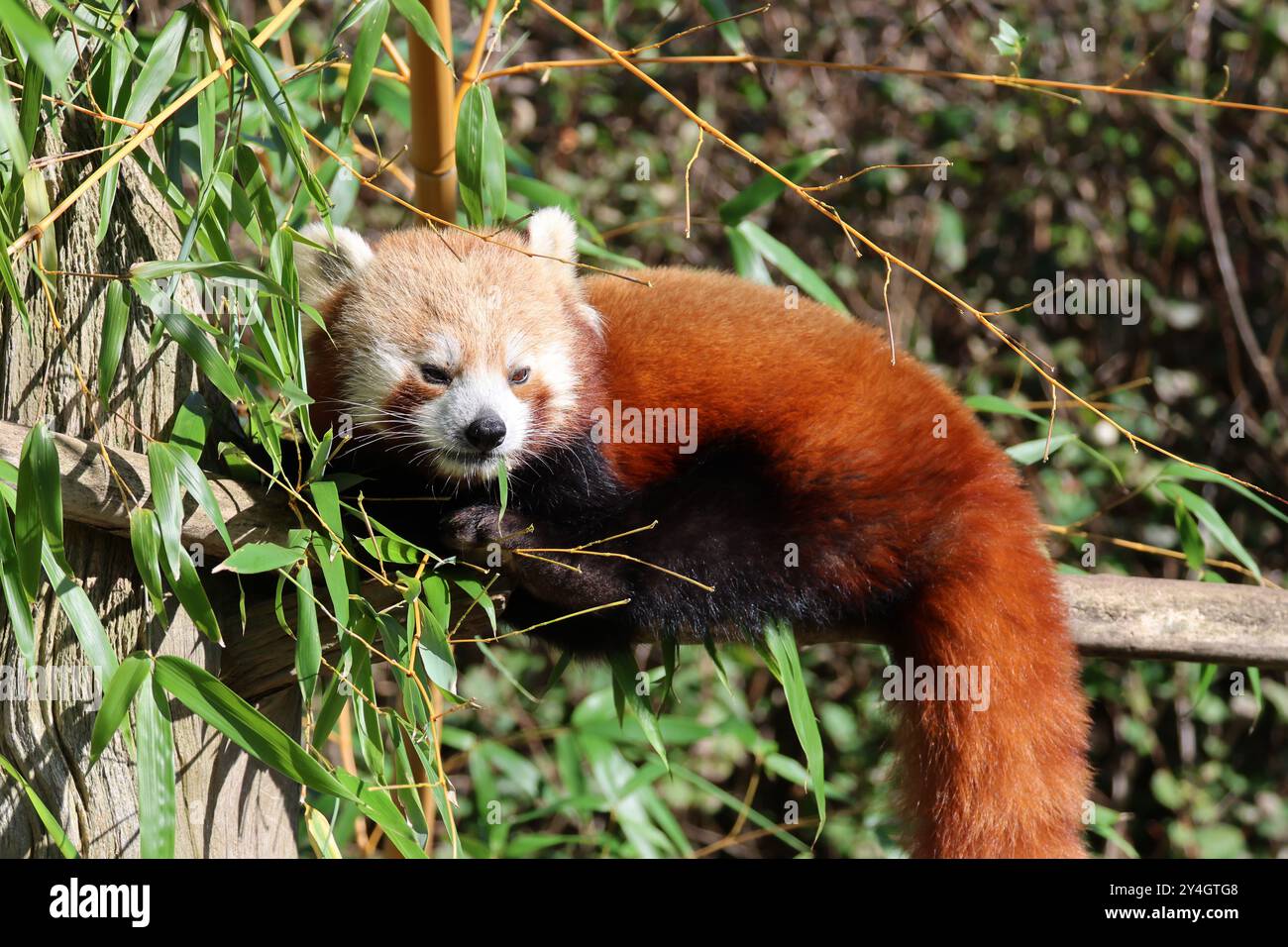 Un panda rouge dans un buisson de bambou Banque D'Images