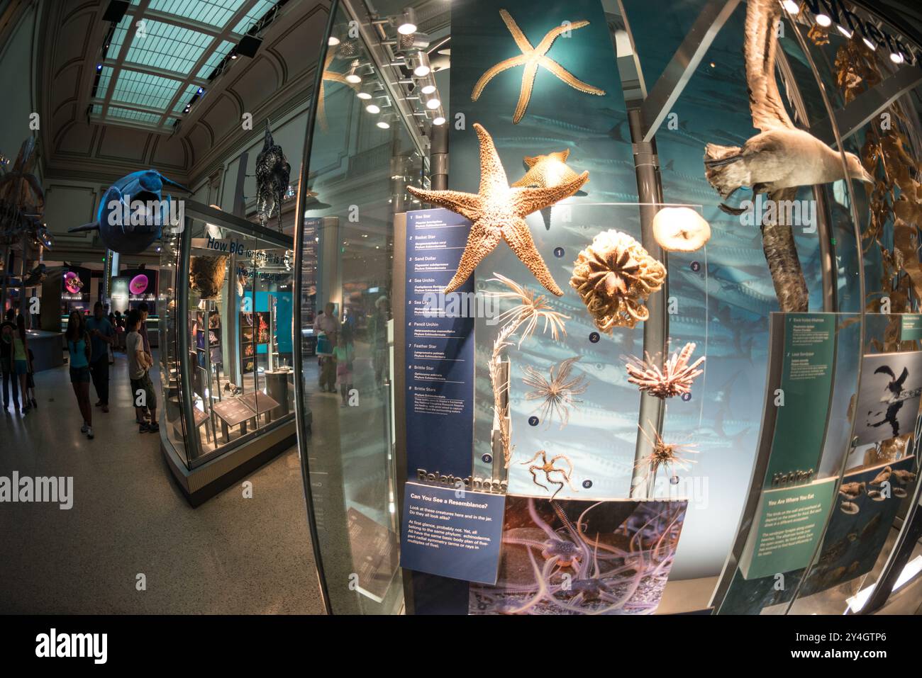 La salle de vie marine du musée d'histoire naturelle Smithsonian sur le National Mall à Washington DC. Banque D'Images