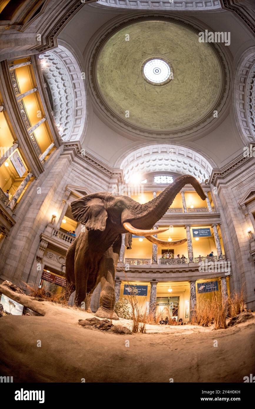 Musée d'histoire naturelle Smithsonian Rotunda des éléphants Washington DC // WASHINGTON DC — L'éléphant d'Afrique emblématique de 11 tonnes, affectueusement connu sous le nom de Henry, domine la rotonde principale du musée d'histoire naturelle Smithsonian sur le National Mall. Cet impressionnant spécimen de taxidermie, mesurant 13 pieds de haut, est une pièce maîtresse du musée depuis 1959, accueillant les visiteurs avec sa présence imposante et servant de symbole à la vaste collection d'histoire naturelle du musée. Banque D'Images