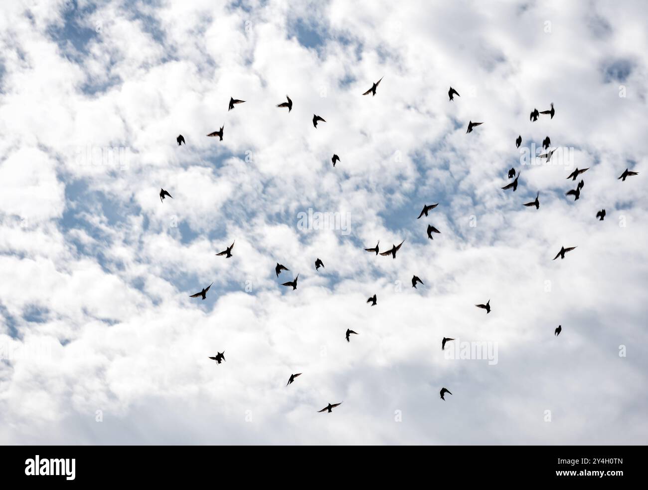 Un troupeau d'oiseaux dans l'air sous un ciel bleu avec des nuages blancs à Barassie Beach, près de Troon en Écosse pendant un été venteux en 2024 Banque D'Images