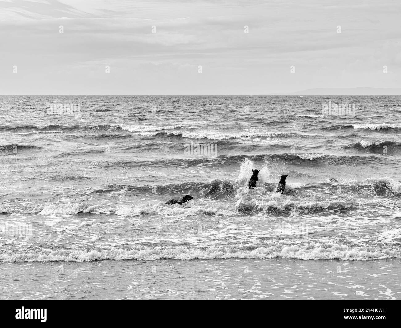 Une photo en noir et blanc de trois chiens sautant dans la mer à Barassie Beach, près de Troon en Écosse pendant un été venteux en 2024 Banque D'Images