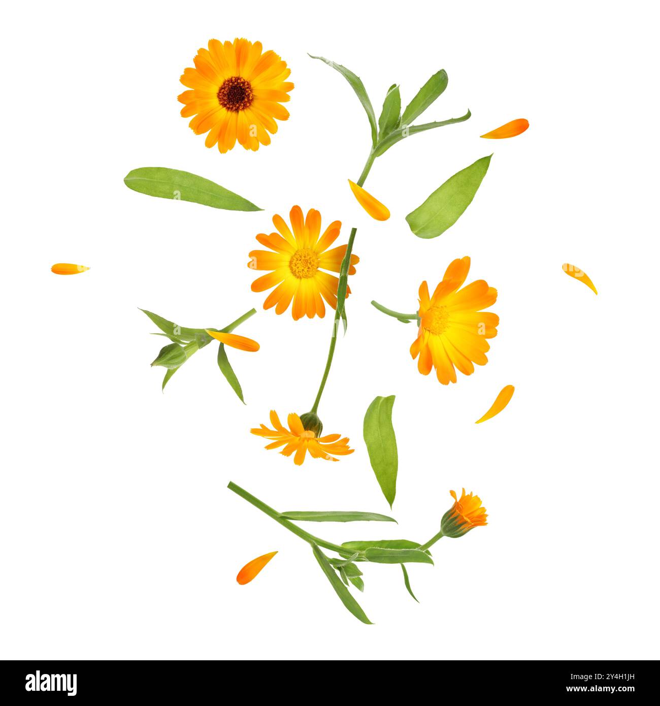 Calendula fleurs et feuilles en air sur fond blanc Banque D'Images