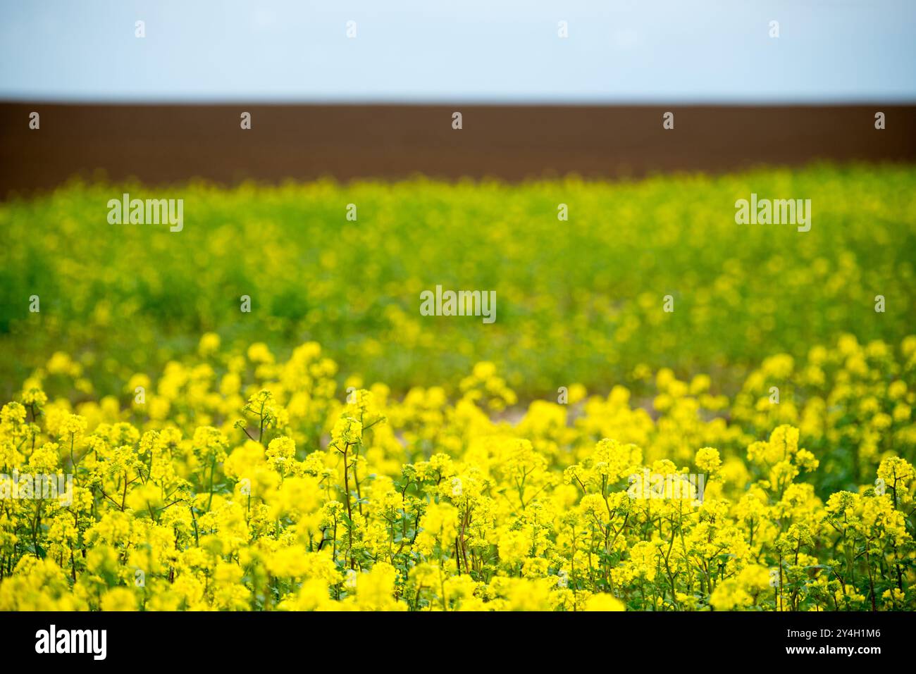 Bataille de Waterloo fleurs sauvages Waterloo Belgique // WATERLOO, Belgique — des fleurs sauvages jaunes parsèment les champs verdoyants où s'est déroulée la bataille de Waterloo le 18 juin 1815. Le paysage agricole préservé conserve une grande partie de son caractère historique grâce à l'utilisation continue de l'agriculture. Ces champs pastoraux ont été témoins de l'un des engagements militaires les plus décisifs d'Europe, servant maintenant à la fois de terres agricoles en activité et de sites de préservation historiques. Banque D'Images