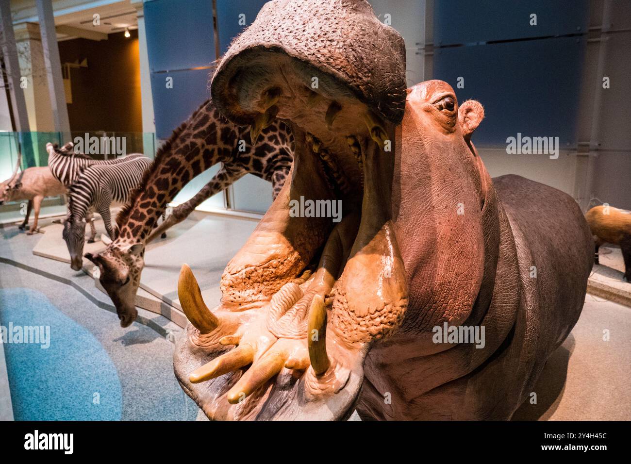 Smithsonian National Museum of Natural History Hippopotamus Washington DC // WASHINGTON DC — Un hippopotame et d'autres spécimens de la faune africaine font partie de l'exposition permanente au Smithsonian's National Museum of Natural History. L'exposition démontre la diversité de la faune africaine à travers des spécimens soigneusement conservés et montés. Ces expositions sont des outils éducatifs essentiels pour comprendre les écosystèmes et la faune africains. Banque D'Images