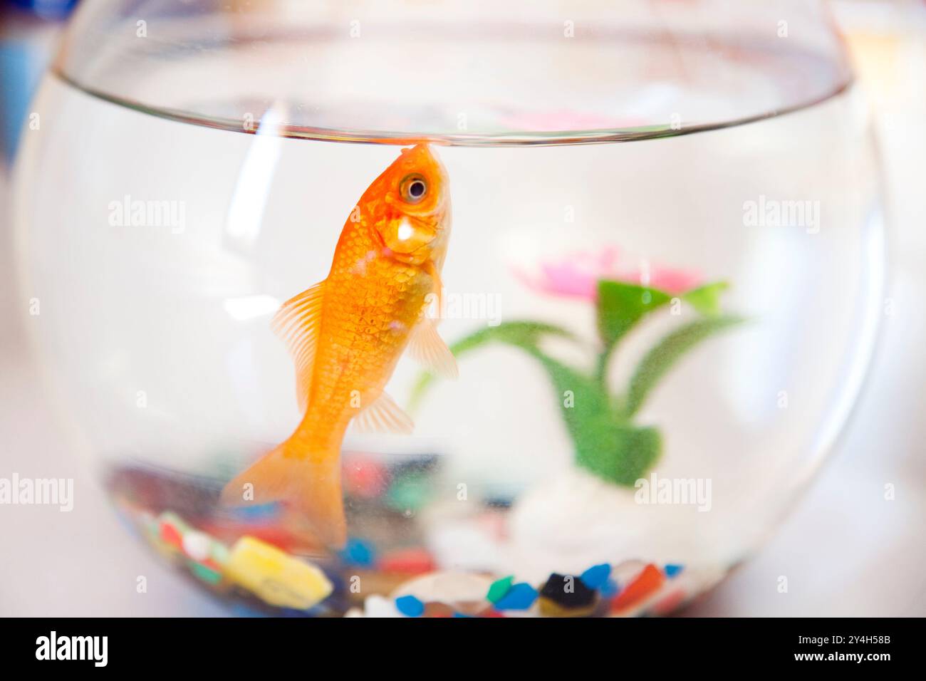 Un poisson rouge vibrant nage dans un bol de poisson clair, entouré de galets colorés et d'une plante verte, mettant en valeur la tranquillité d'une maison à Séville. Banque D'Images