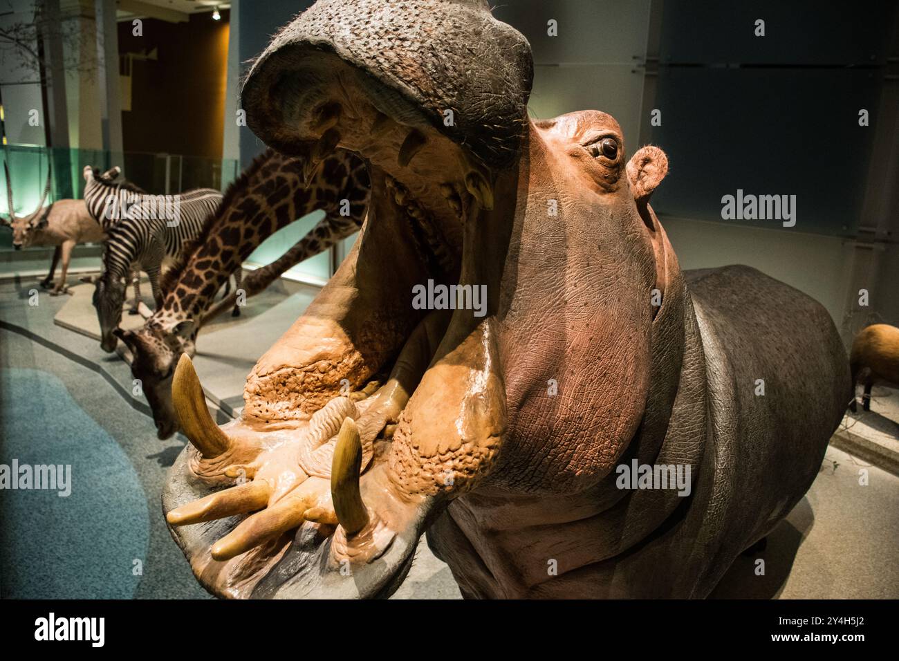 Musée national d'histoire naturelle Hippopotamus Display Washington DC // WASHINGTON DC — Un hippopotame et d'autres spécimens de la faune africaine font partie de l'exposition permanente au musée national d'histoire naturelle du Smithsonian. L'exposition démontre la diversité de la faune africaine à travers des spécimens soigneusement conservés et montés. Le musée, situé sur le National Mall, abrite l'une des plus grandes collections d'histoire naturelle au monde avec plus de 145 millions de spécimens. Ces expositions servent d’outils éducatifs pour comprendre les écosystèmes africains et les défis de conservation. Le Smith Banque D'Images