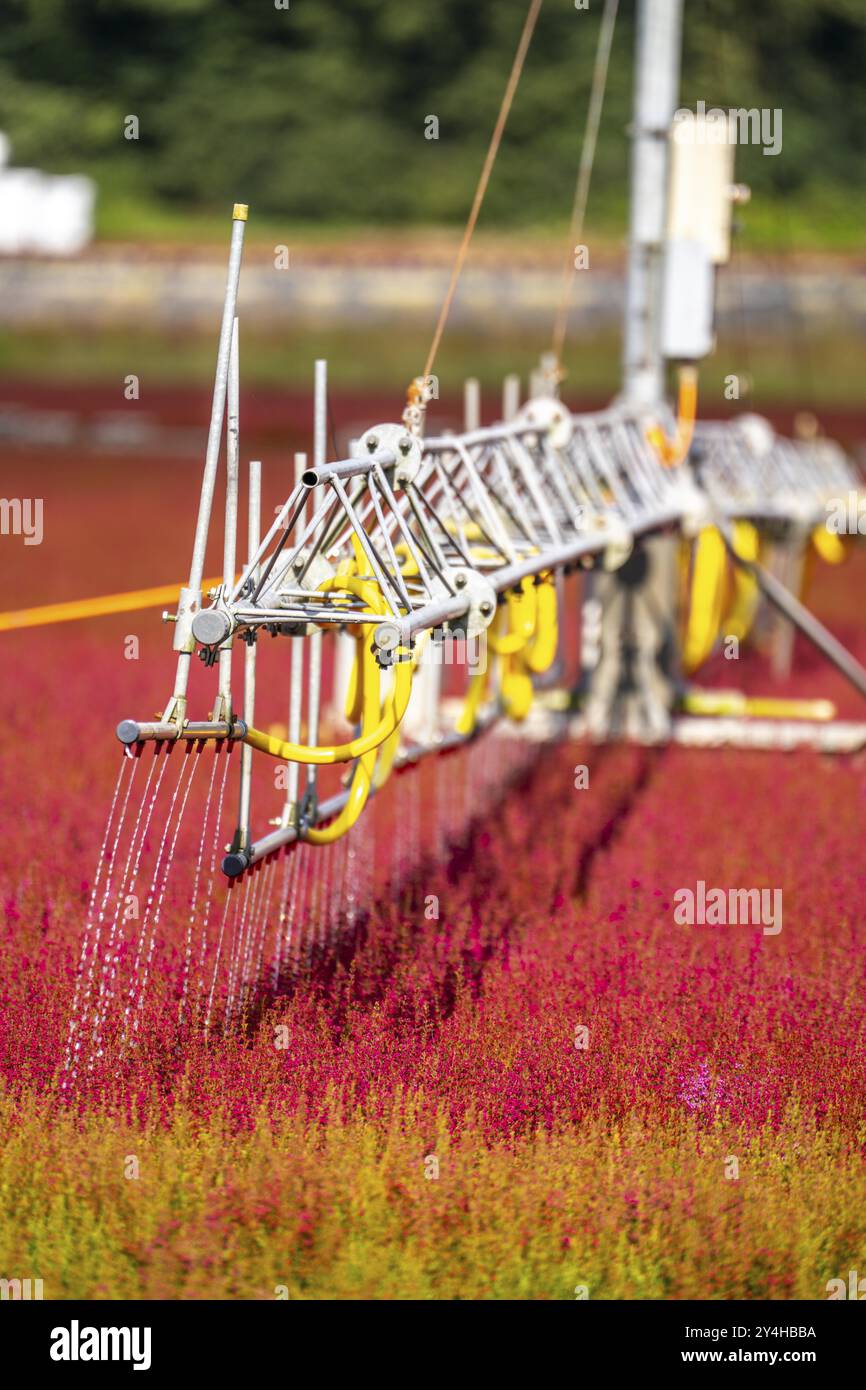 Irrigation automatique sur une zone extérieure d'une entreprise horticole, plantes d'automne, plantes de bruyère, bruyère de cloche, près de Kevelaer, Rhénanie-du-Nord-Westphalie Banque D'Images